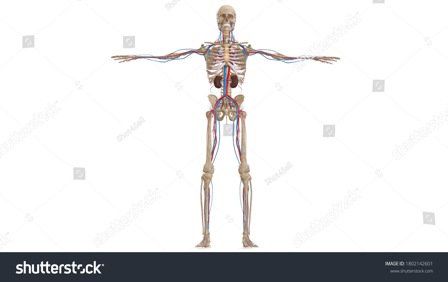 Human Skeletal System Anatomy Physiology3d Stock Illustration 1802142601