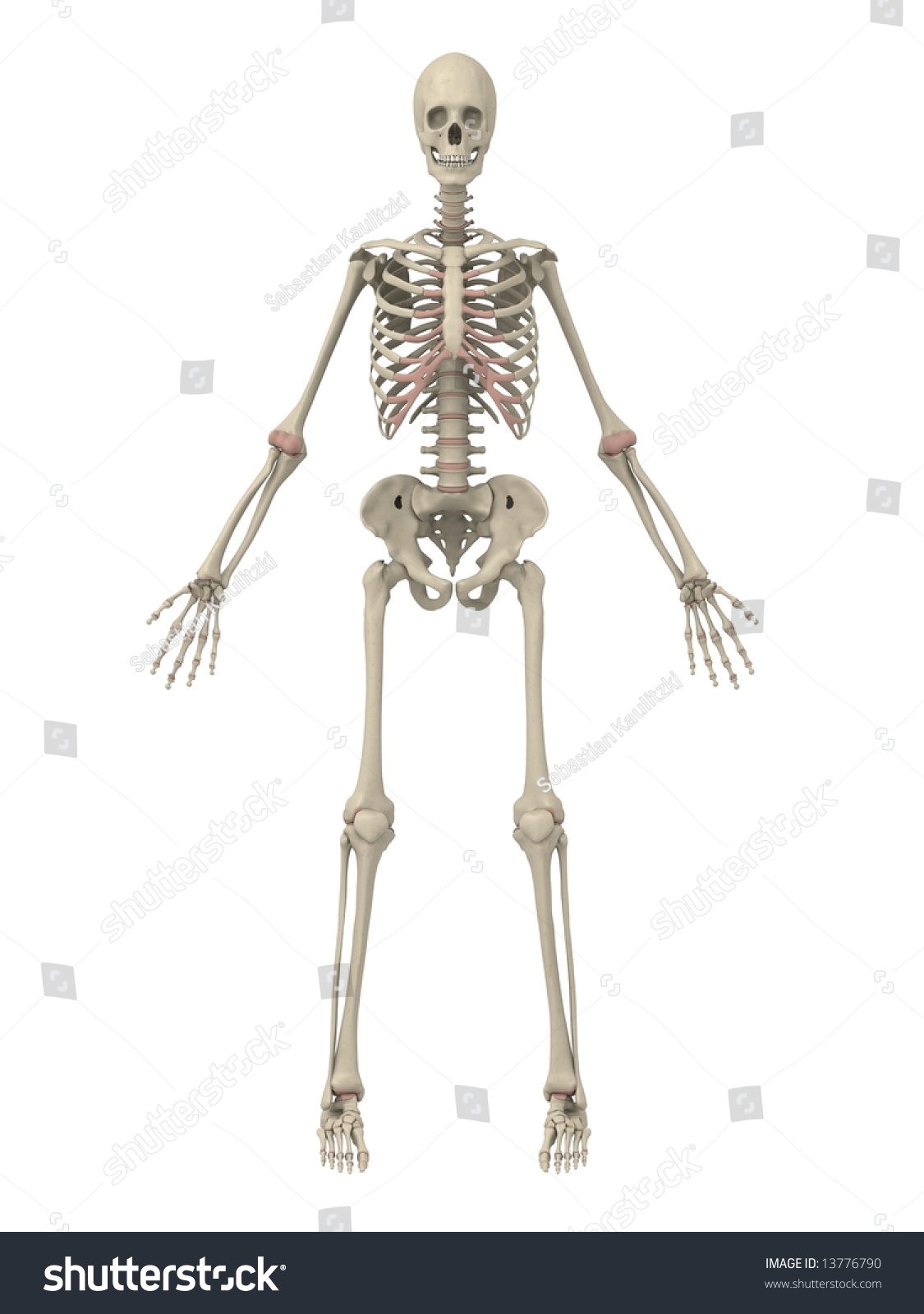 Human Skeleton Stock Photo 13776790 : Shutterstock