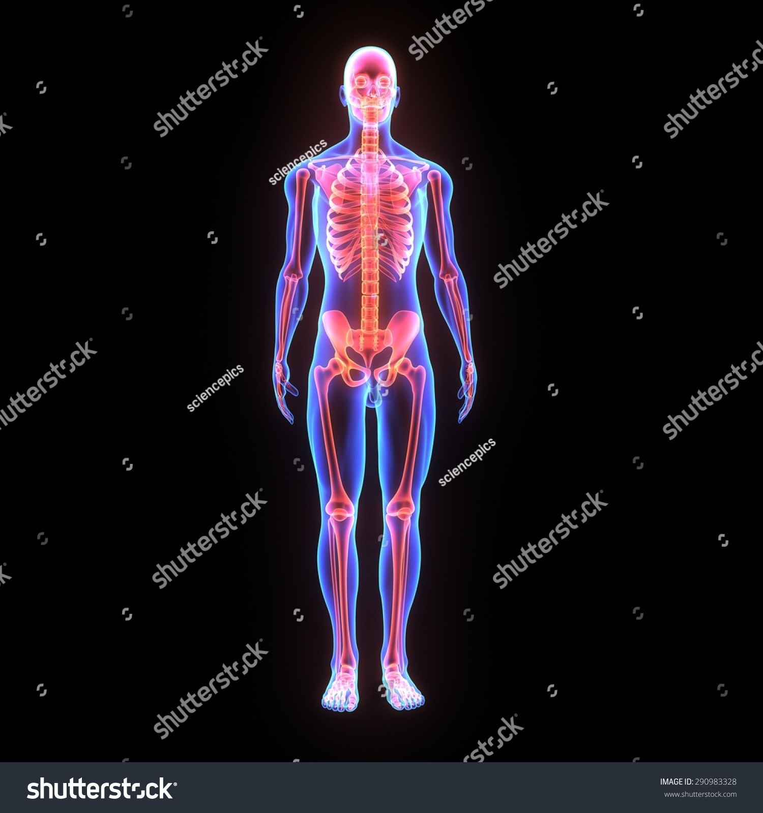 Human Skeleton Stock Photo 290983328 : Shutterstock