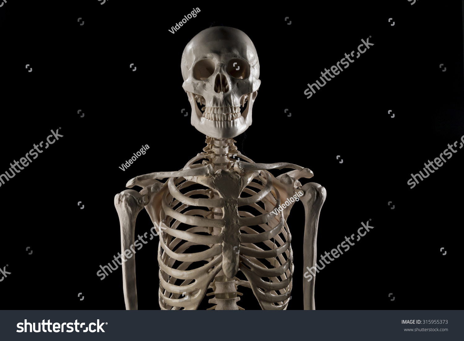 Human Skeleton Stock Photo (Edit Now) 315955373 - Shutterstock