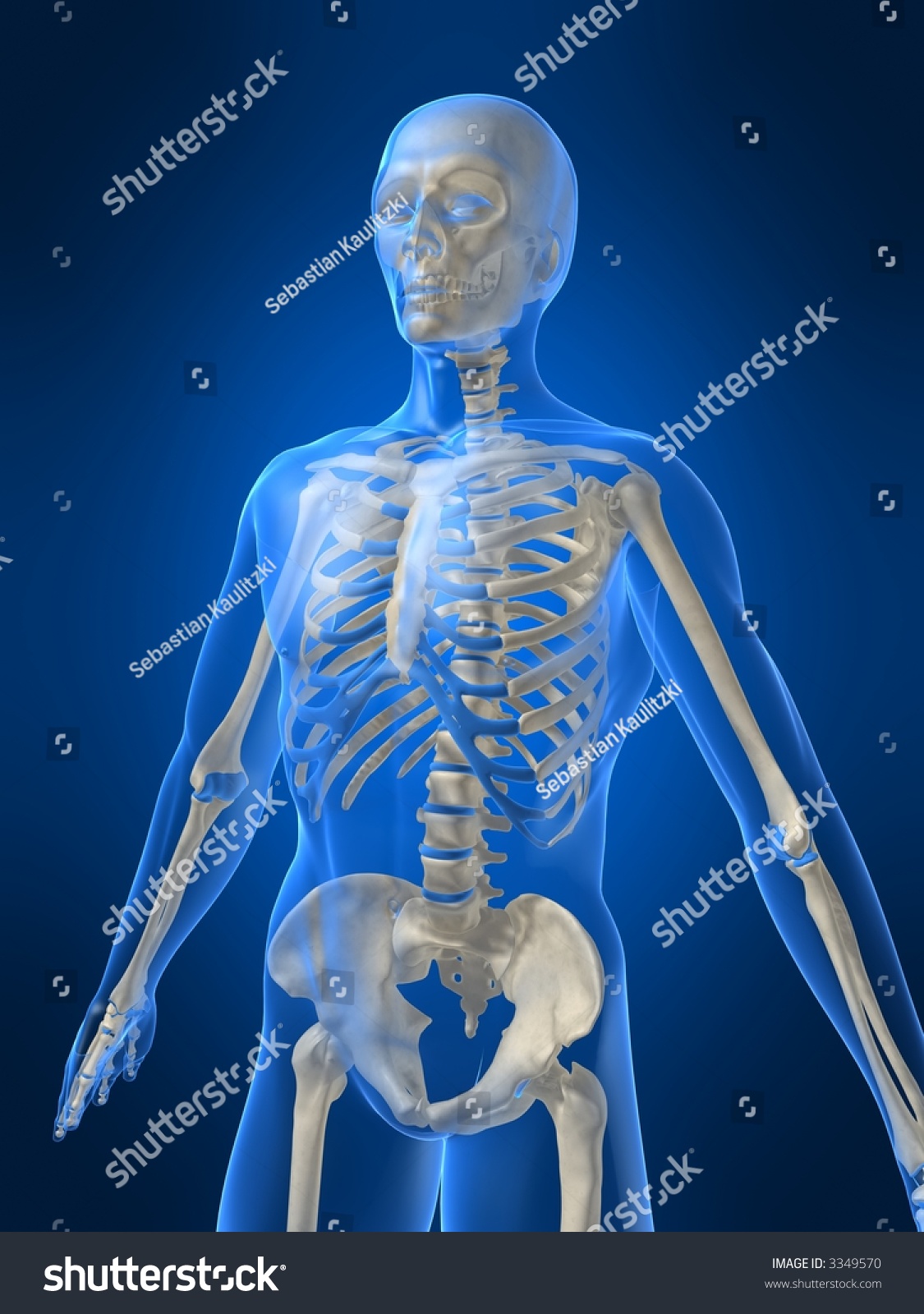 Human Skeleton Stock Photo 3349570 : Shutterstock