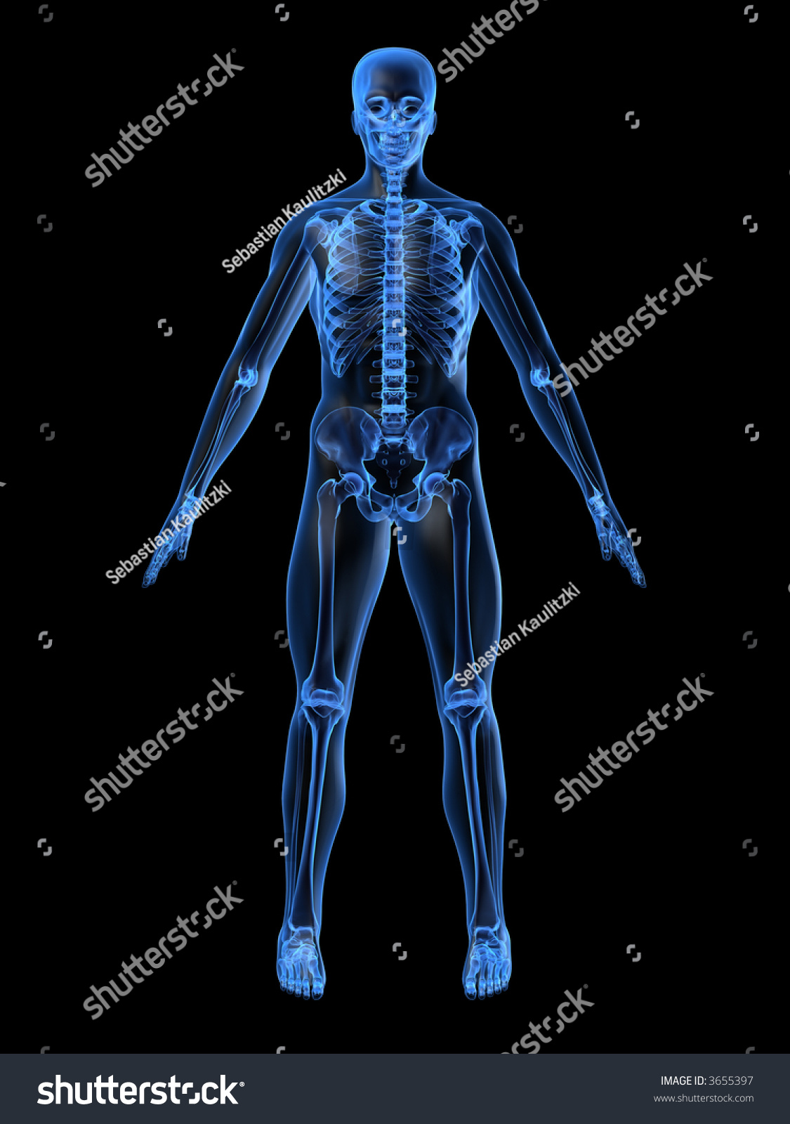 Human Skeleton Stock Photo 3655397 : Shutterstock