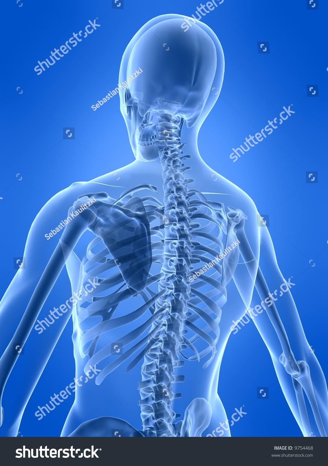 Human Skeleton Stock Photo 9754468 : Shutterstock