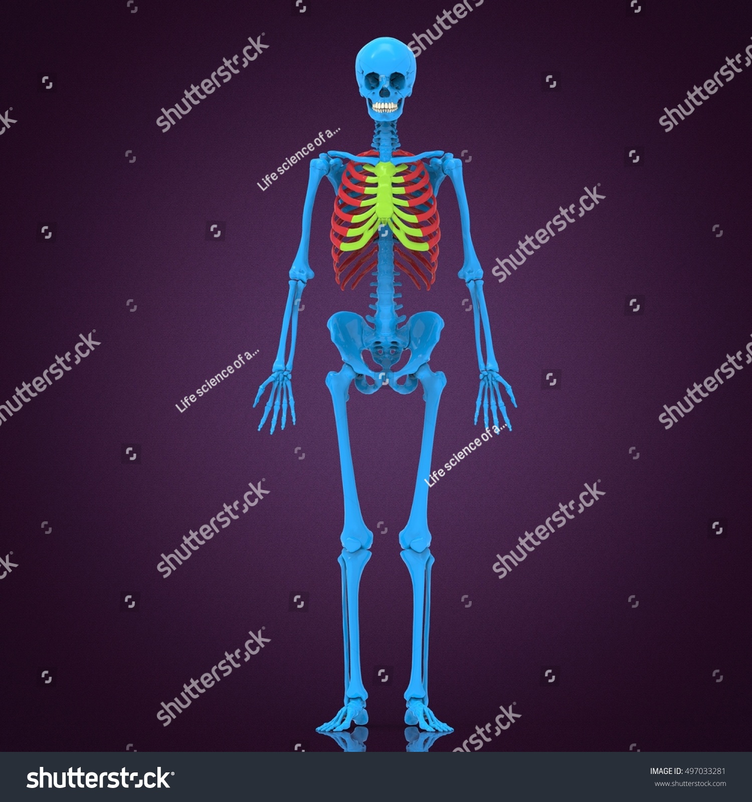 Human Skeleton Anatomy. 3d Illustration - 497033281 : Shutterstock