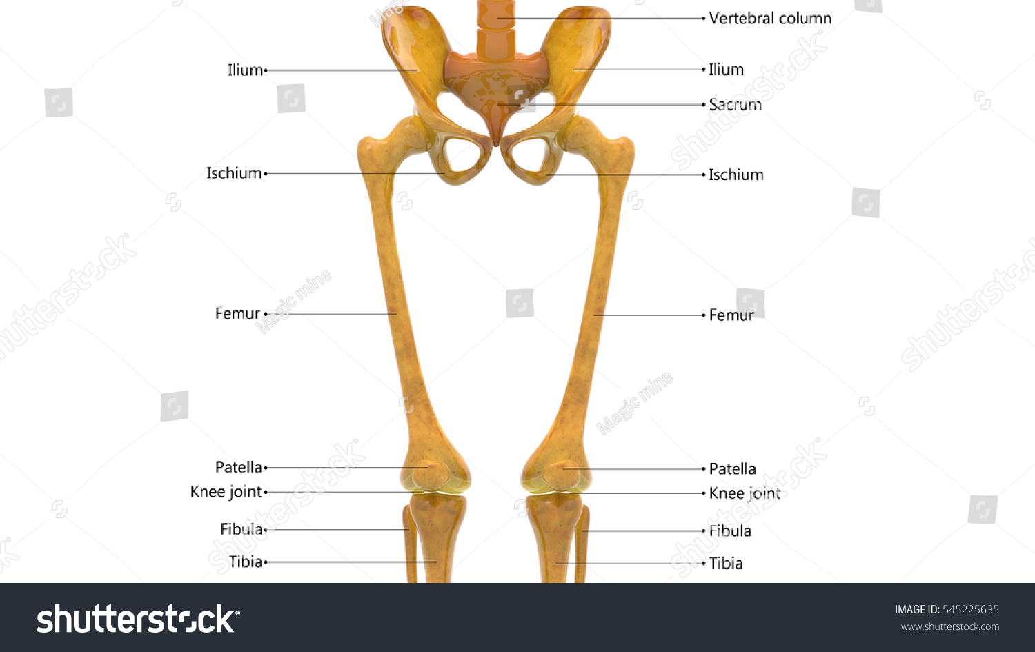 Human Skeleton Anatomy Hip Femur Joints Stock Illustration 545225635