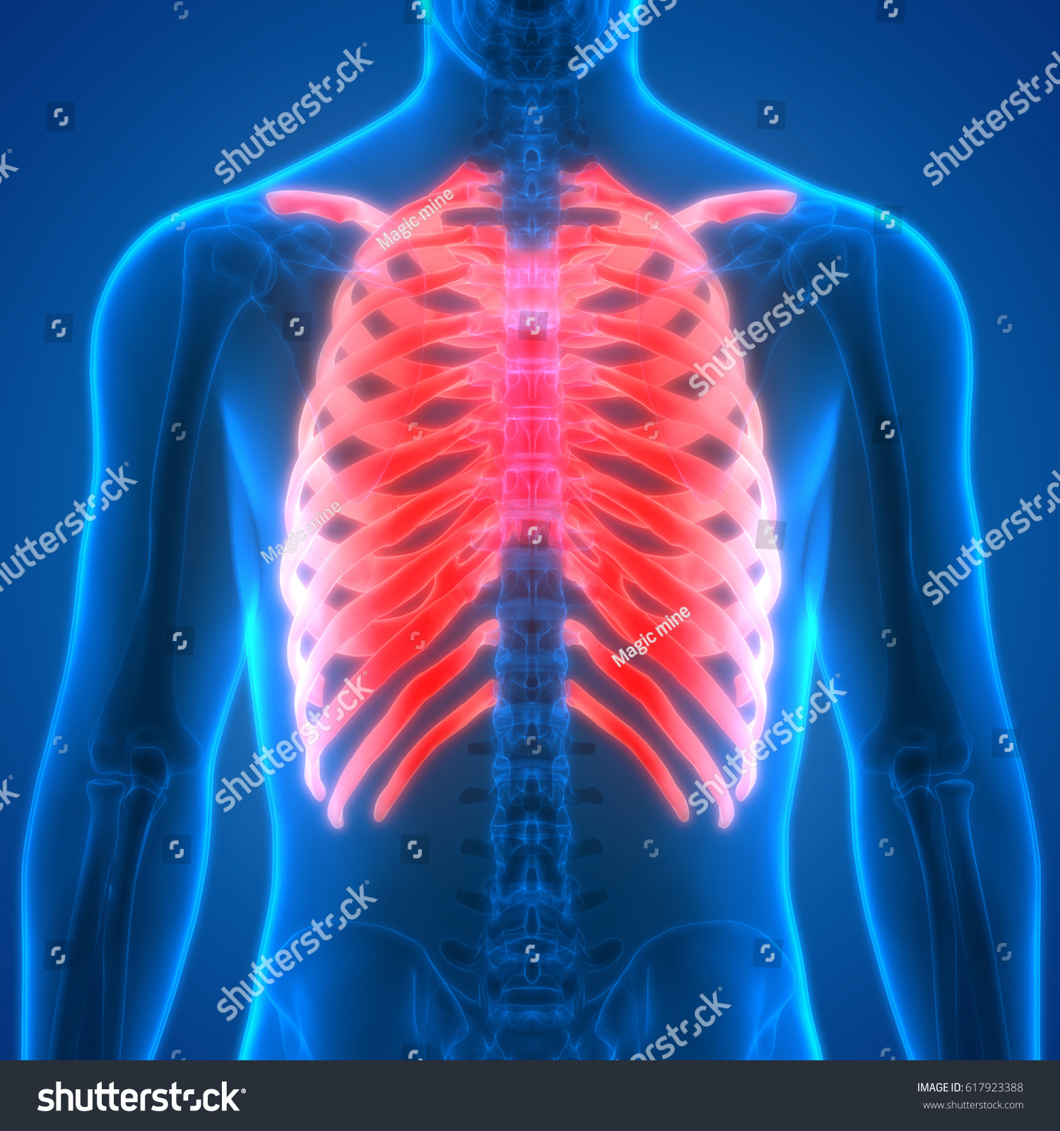 Human Skeleton Anatomy Ribs Posterior View Stock Illustration 617923388