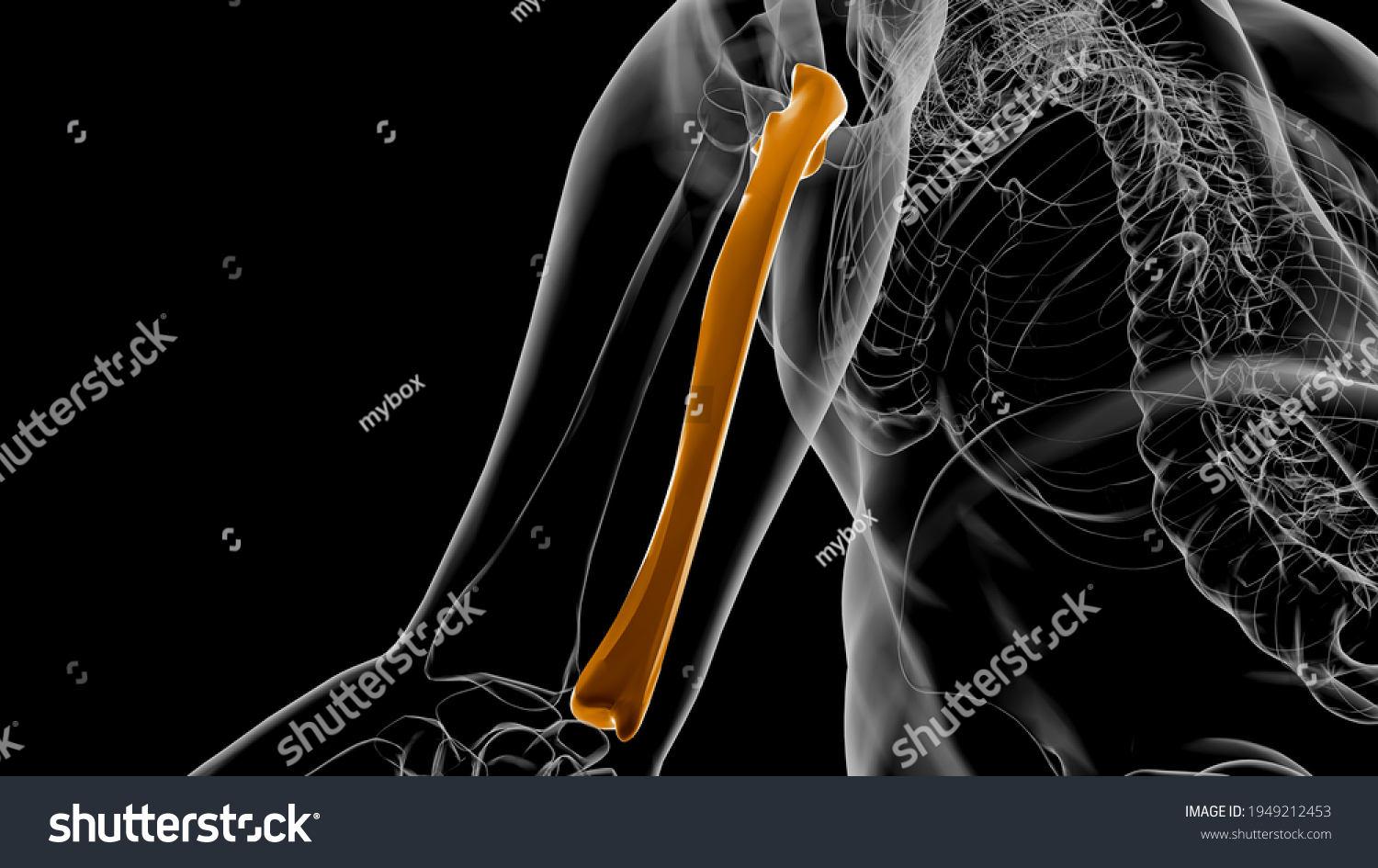 Human Skeleton Anatomy Ulna Bone 3d Stock Illustration 1949212453 ...