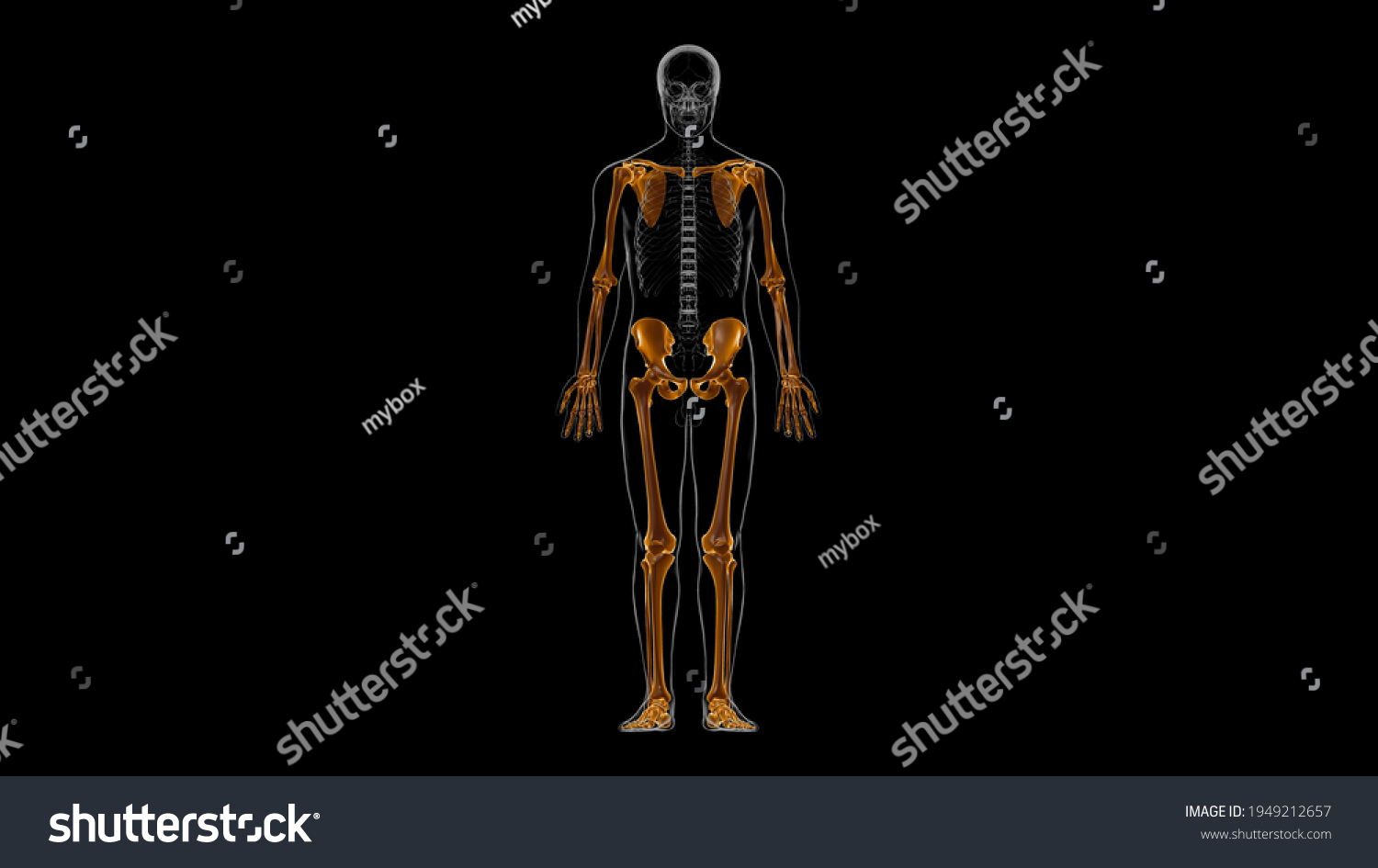 Human Skeleton Appendicular Skeleton Anatomy 3d Stock Illustration ...