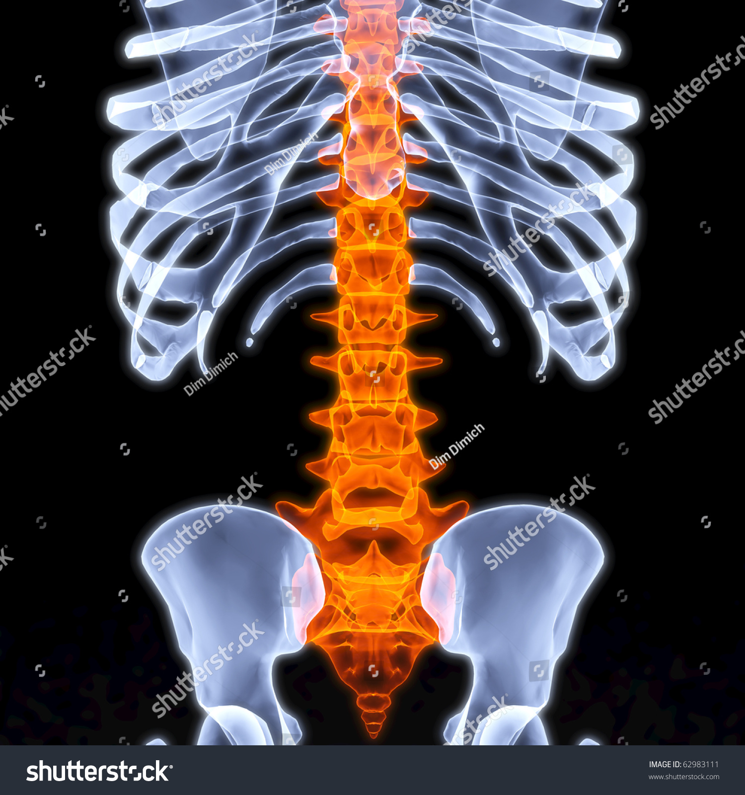 Human Skeleton By Xrays Backbone Highlighted Stock Illustration ...