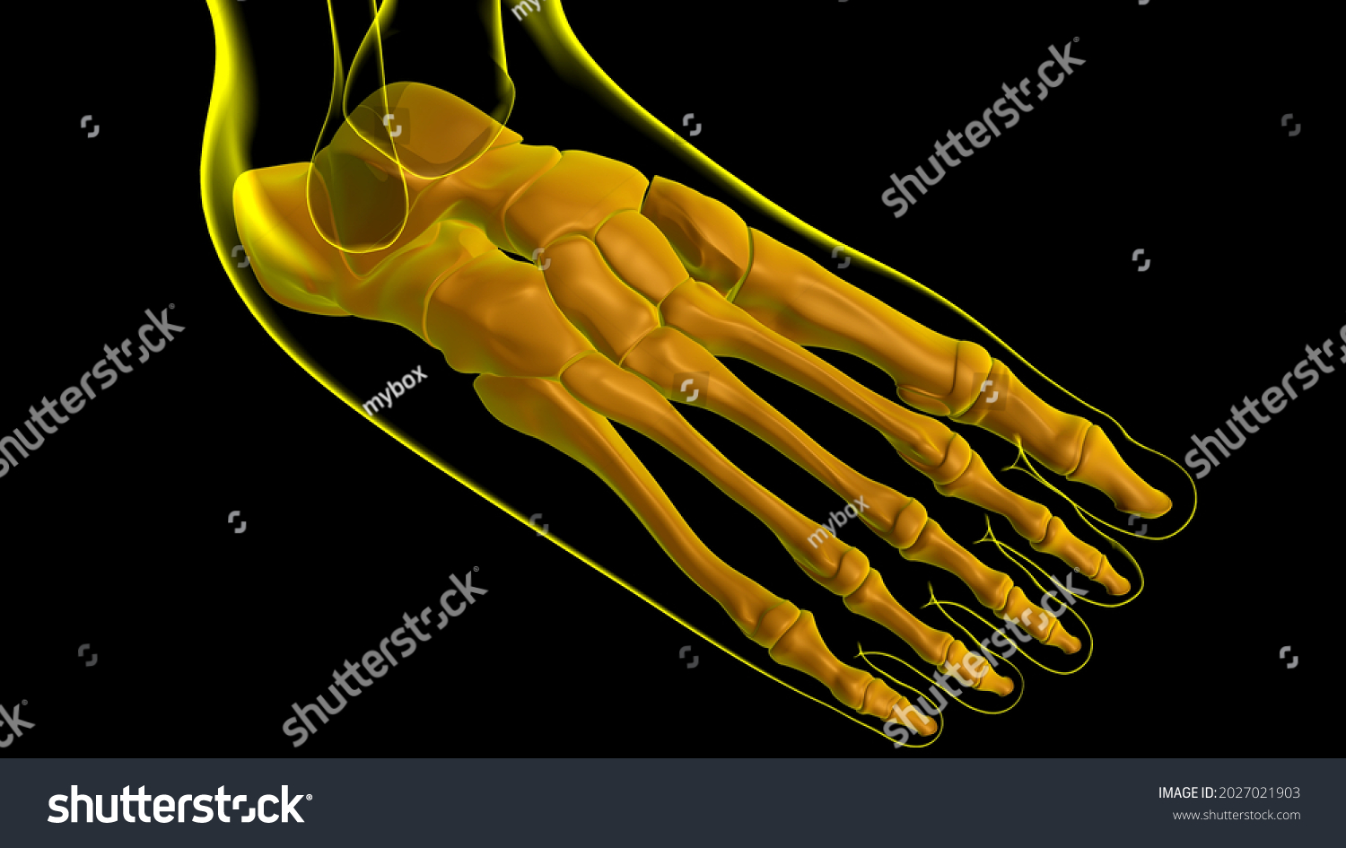 Human Skeleton Foot Bones Anatomy Medical Stock Illustration 2027021903