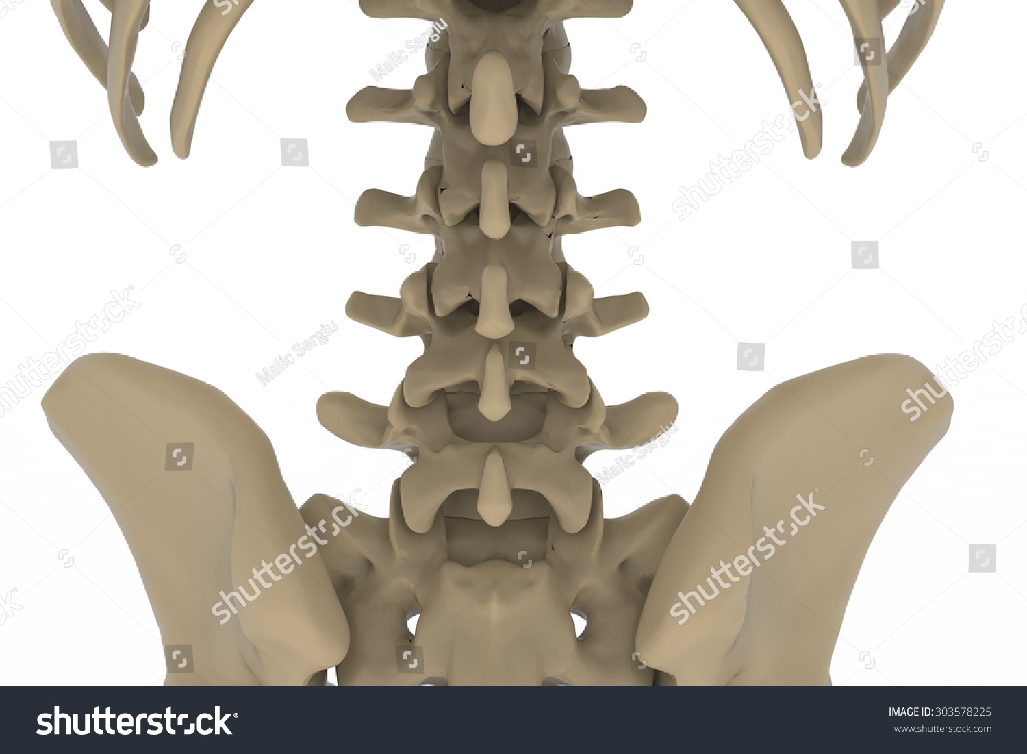 Human Skeleton Posterior Anterior View Didactic Ilustra Es Stock