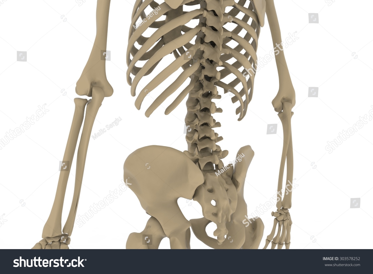 Human Skeleton Posterior Anterior View Didactic 스톡 일러스트 303578252