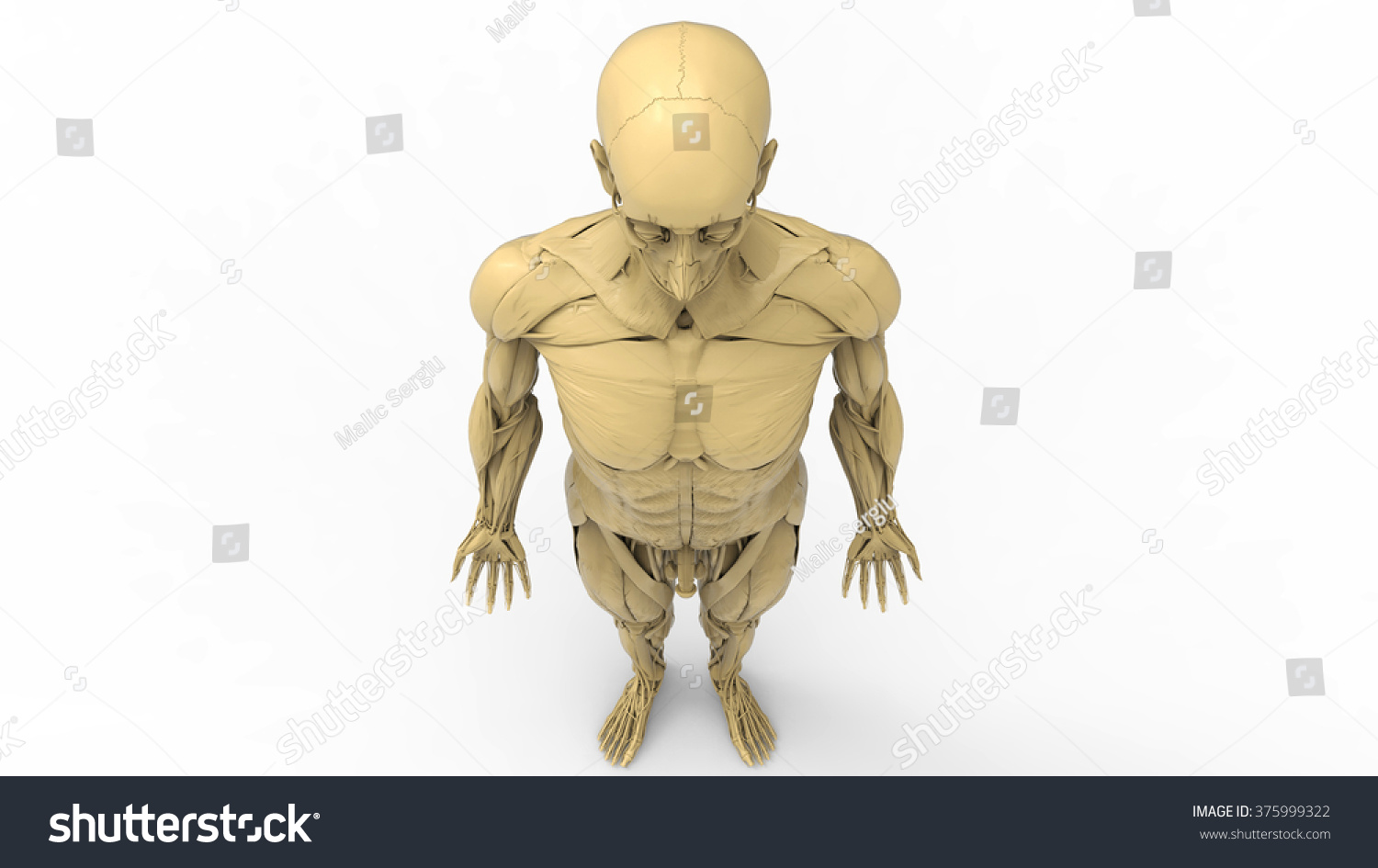 Human Skeleton Posterior Anterior View Didactic Stock Illustration