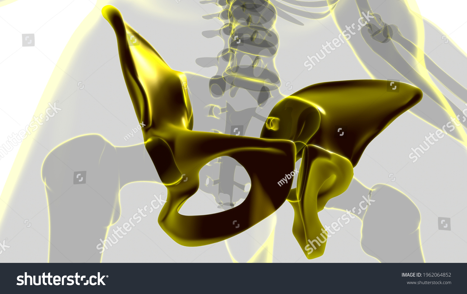 Human Skeleton Hip Pelvic Bone Anatomy Stock Illustration 1962064852