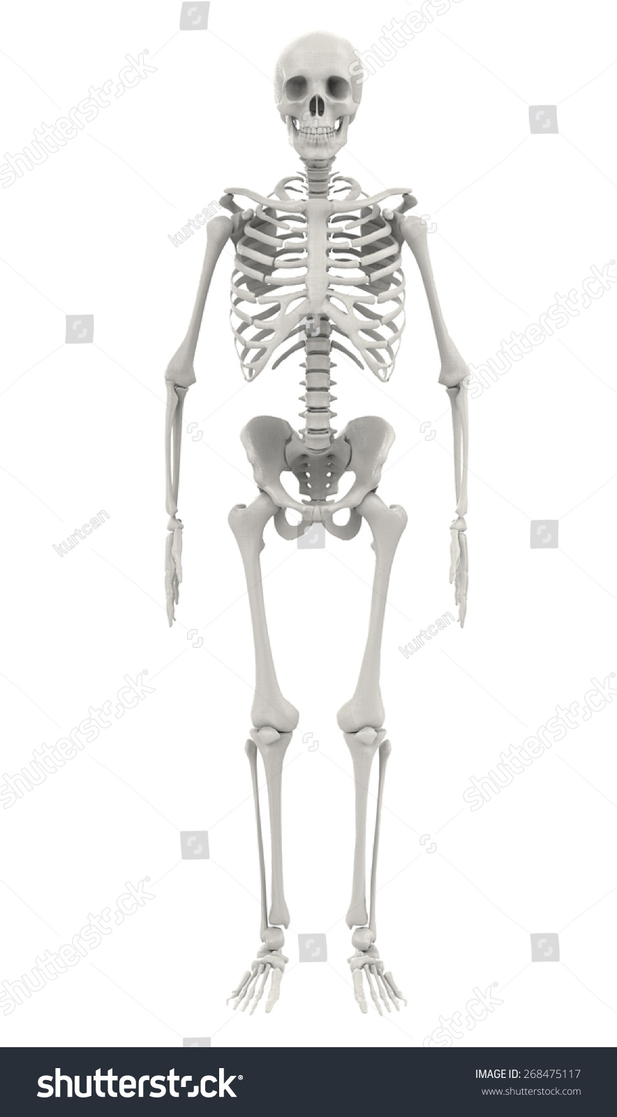 Human Skeleton Isolated On White Background Stock Photo 268475117 ...