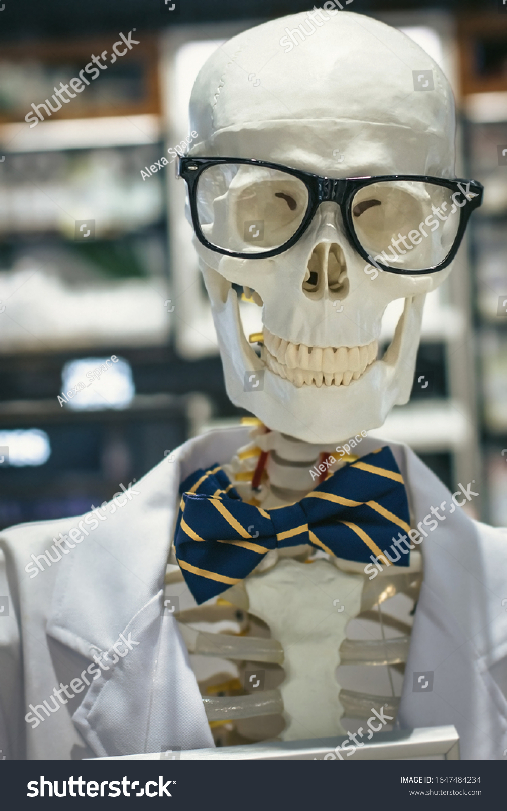 Human Skeleton Male Skull Portrait Wearing Stock Photo 1647484234 ...