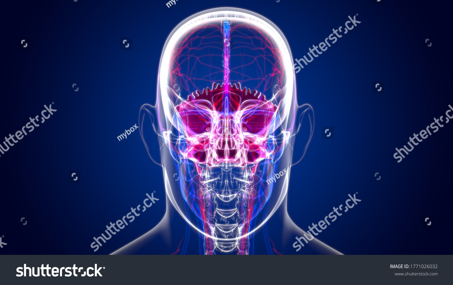 Human Skeleton Skull Occipital Bone Anatomy Stock Illustration 1771026032 Shutterstock 0384