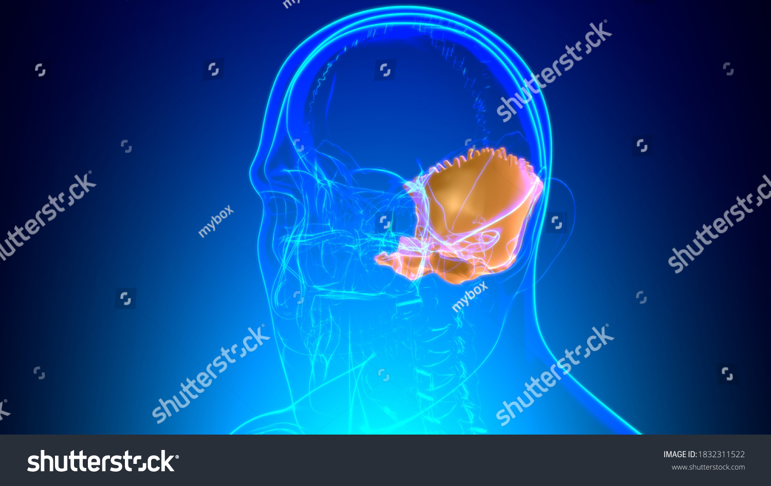 Human Skeleton Skull Occipital Bone Anatomy Stock Illustration 1832311522 Shutterstock 0096