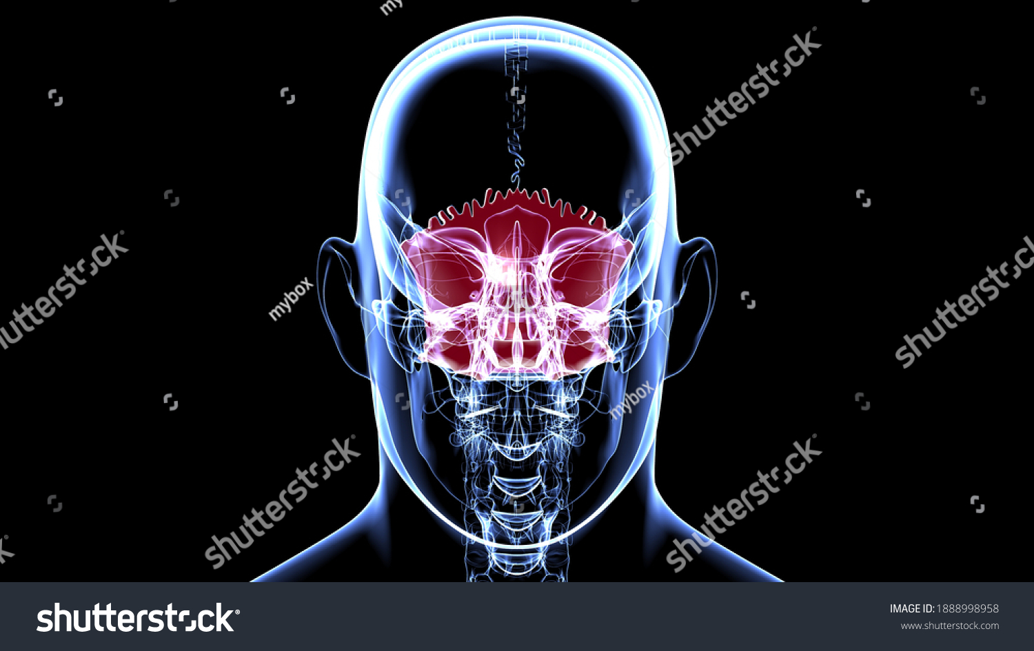 Human Skeleton Skull Occipital Bone Anatomy Stock Illustration 1888998958 3124
