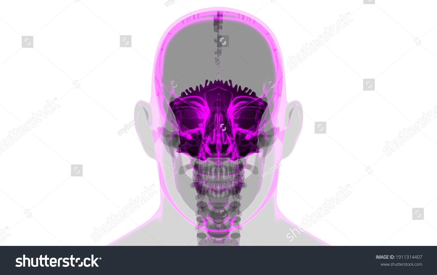 Human Skeleton Skull Occipital Bone Anatomy Stock Illustration 1911314407 Shutterstock 6344