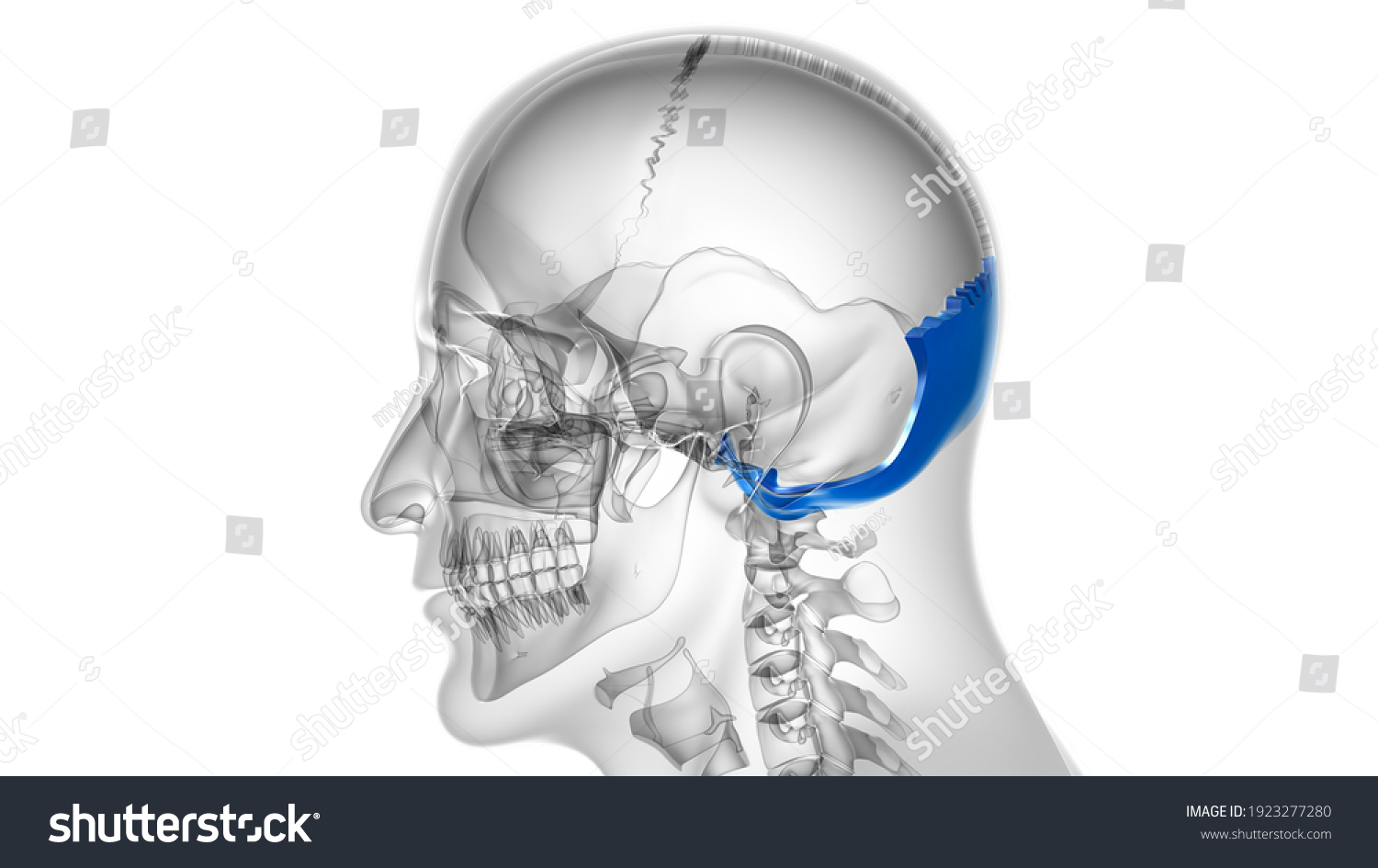 Human Skeleton Skull Occipital Bone Anatomy ภาพประกอบสต็อก 1923277280 Shutterstock 1660