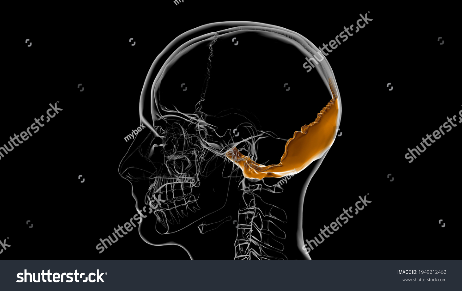 Human Skeleton Skull Occipital Bone Anatomy Stock Illustration 1949212462 Shutterstock 3644