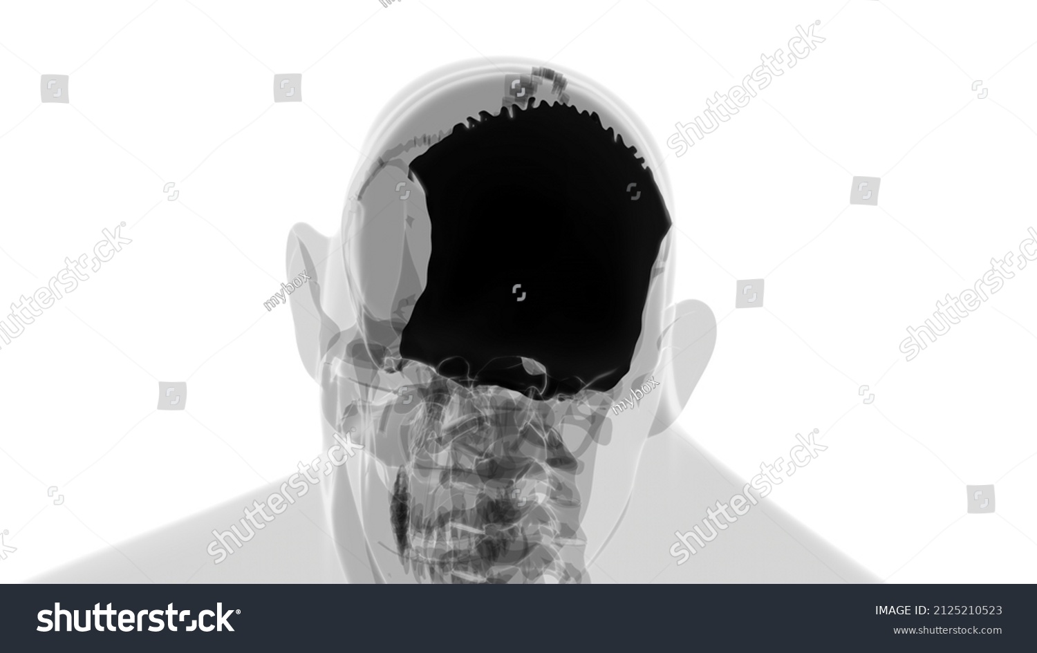 Human Skeleton Skull Occipital Bone Anatomy Stock Illustration 2125210523 Shutterstock 3212