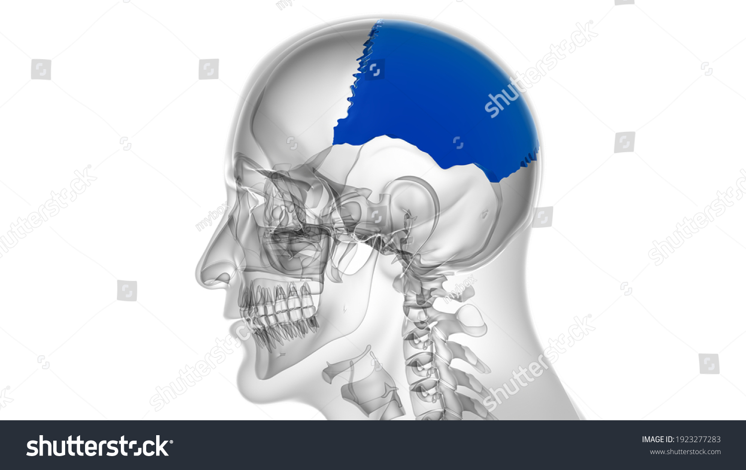 Human Skeleton Skull Parietal Bone Anatomy Ilustrações Stock 1923277283 Shutterstock 7480