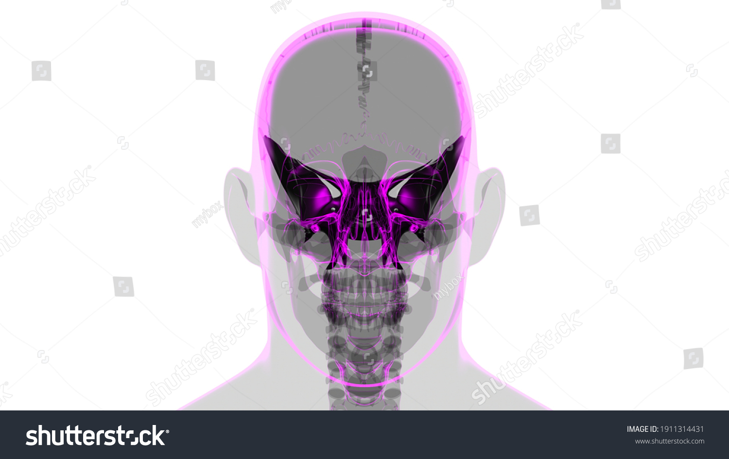 Human Skeleton Skull Sphenoid Bone Anatomy Stock Illustration Shutterstock