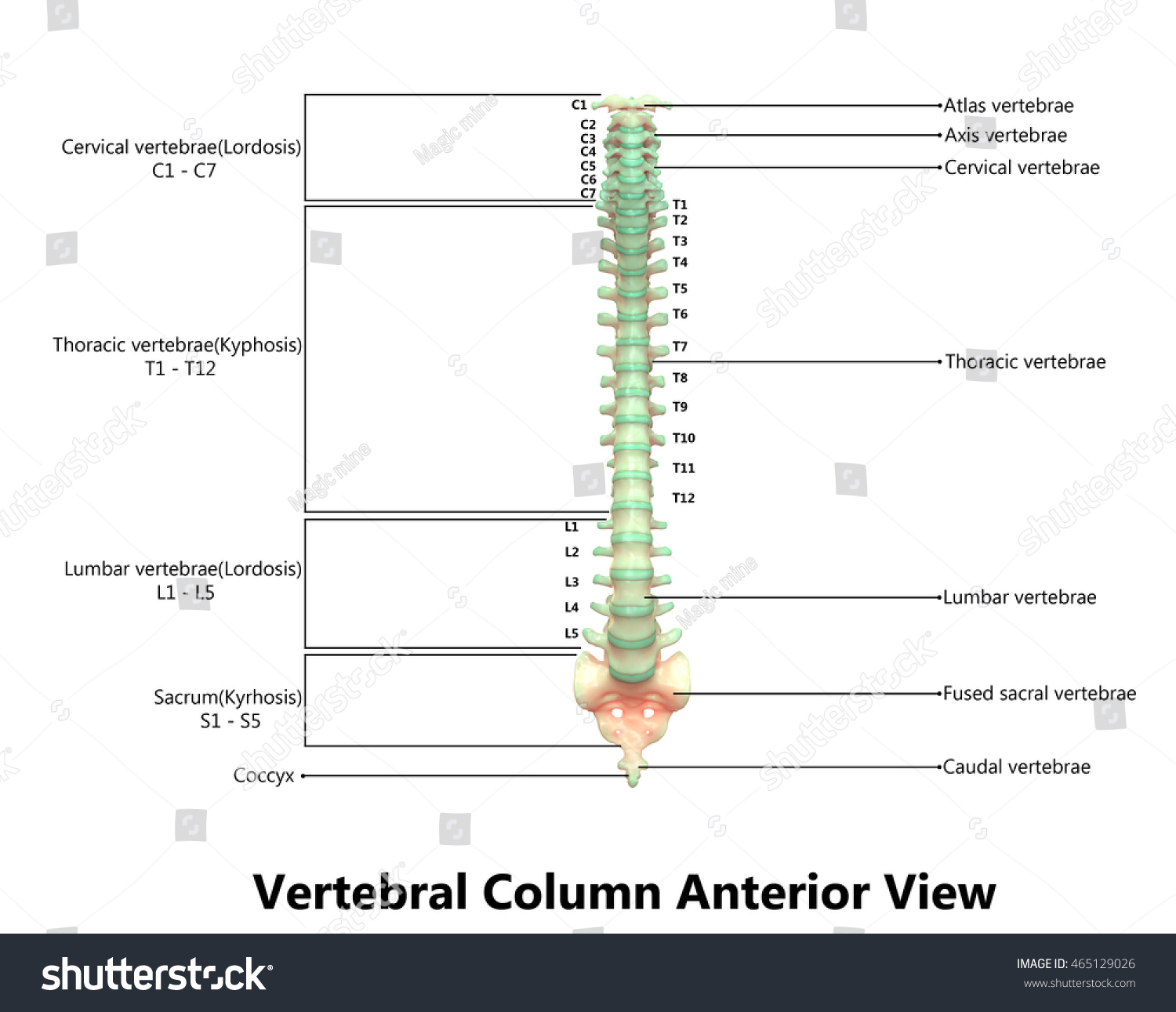 Human Skeleton Spinal Cord Anatomy Detailed Stock Illustration ...