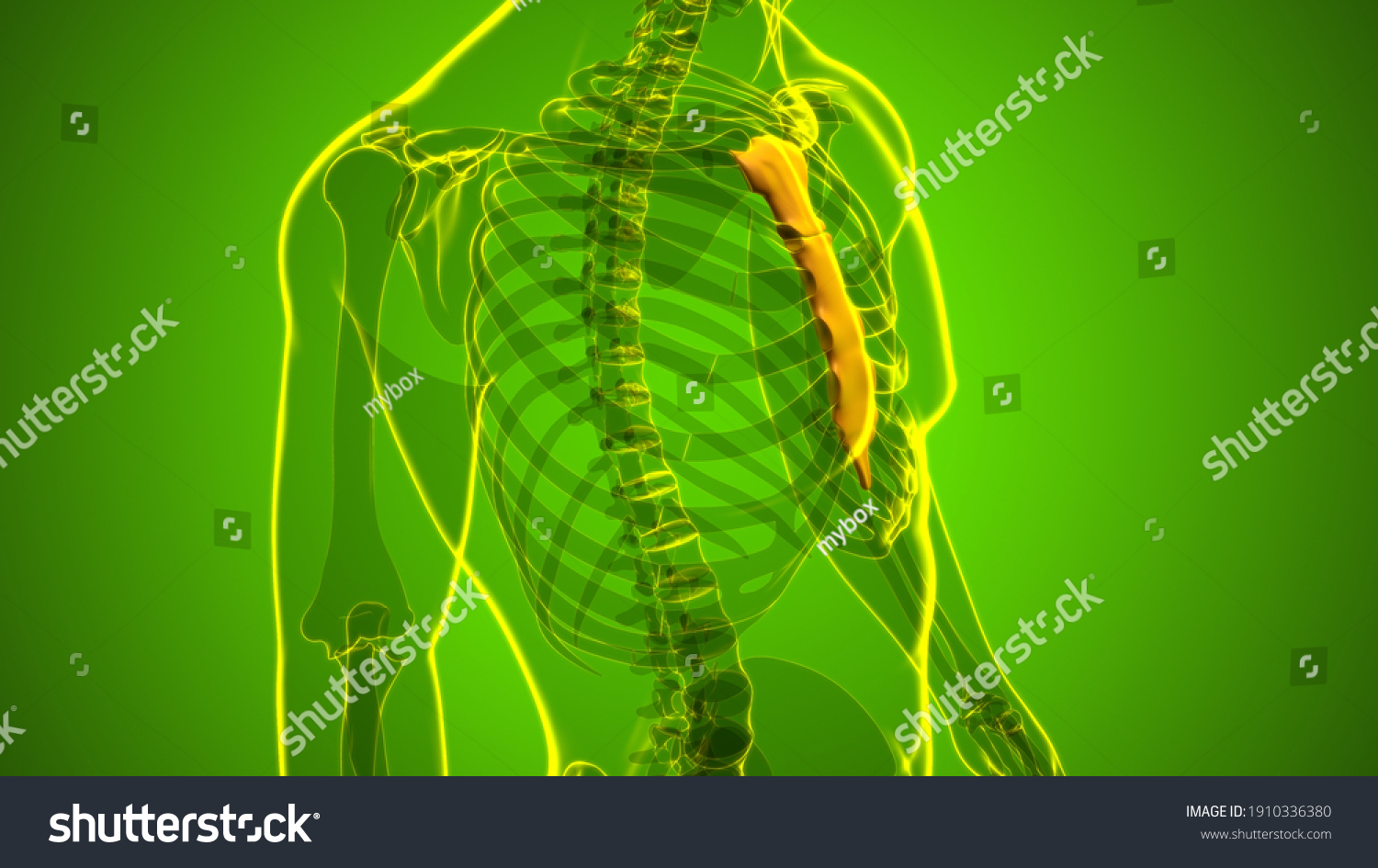 Human Skeleton Sternum Bone Anatomy Medical Stock Illustration