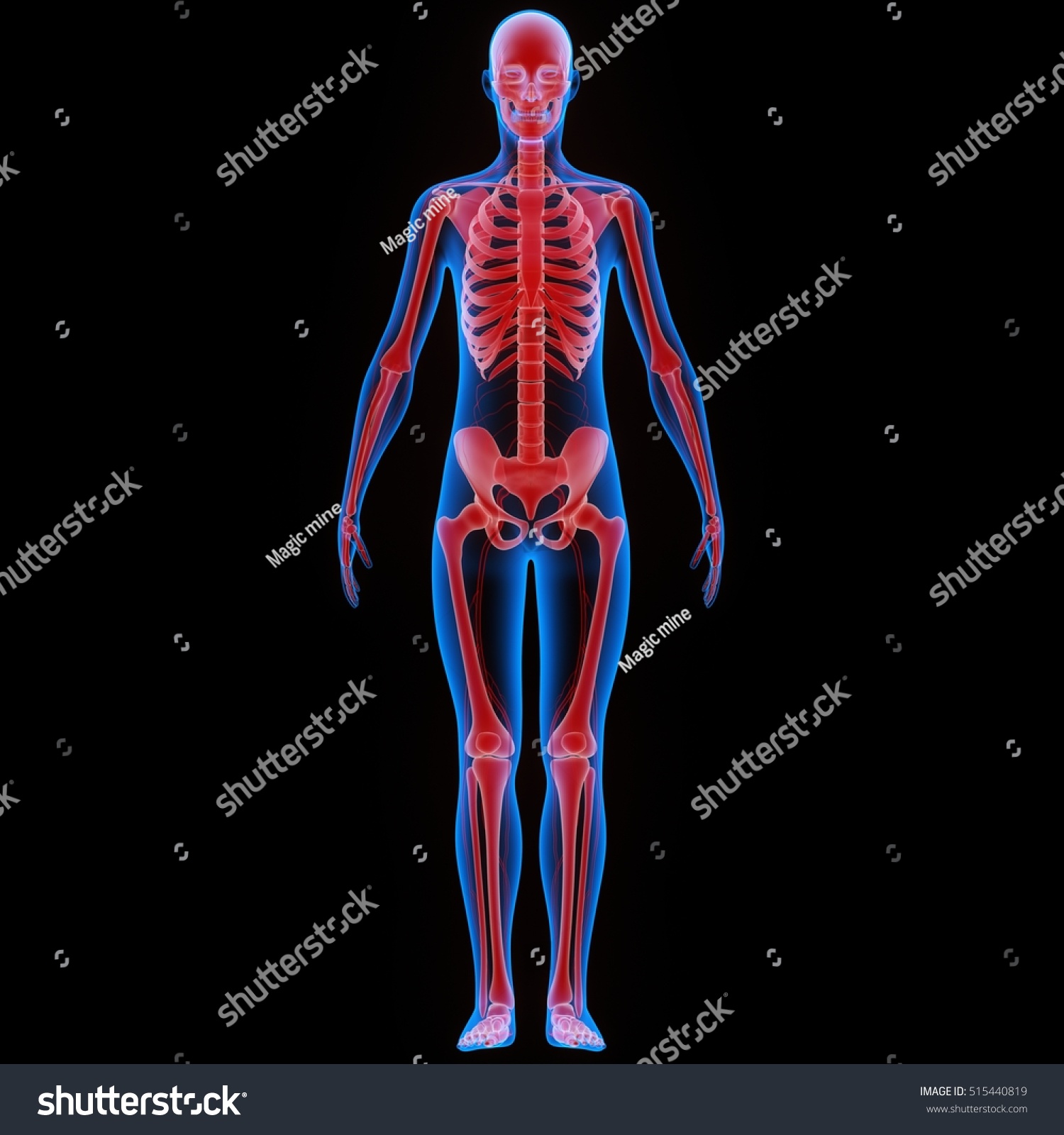 Human Skeleton System Anatomy. 3d Stock Photo 515440819 : Shutterstock