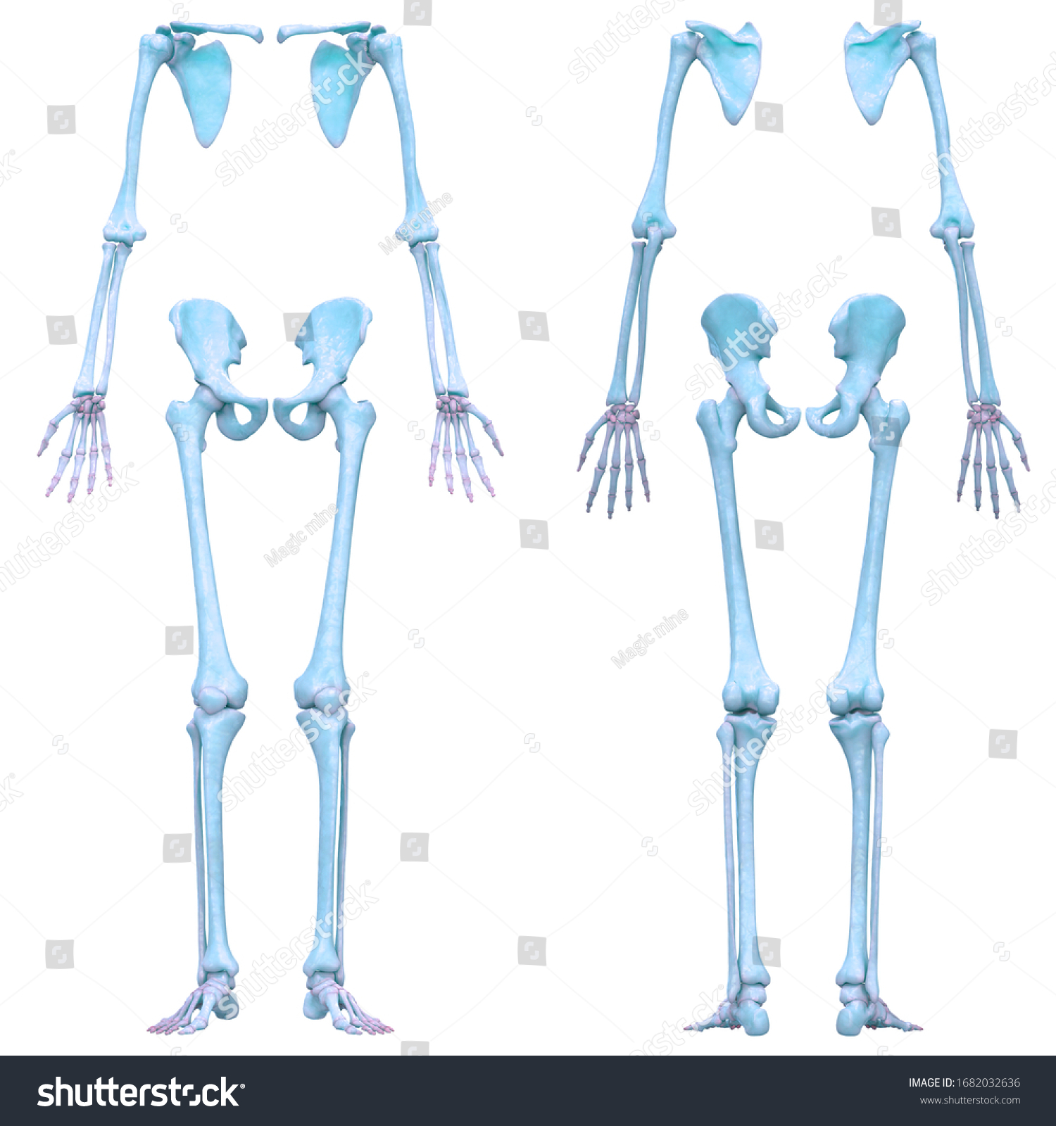 Human Skeleton System Appendicular Skeleton Anatomy Stock Illustration ...