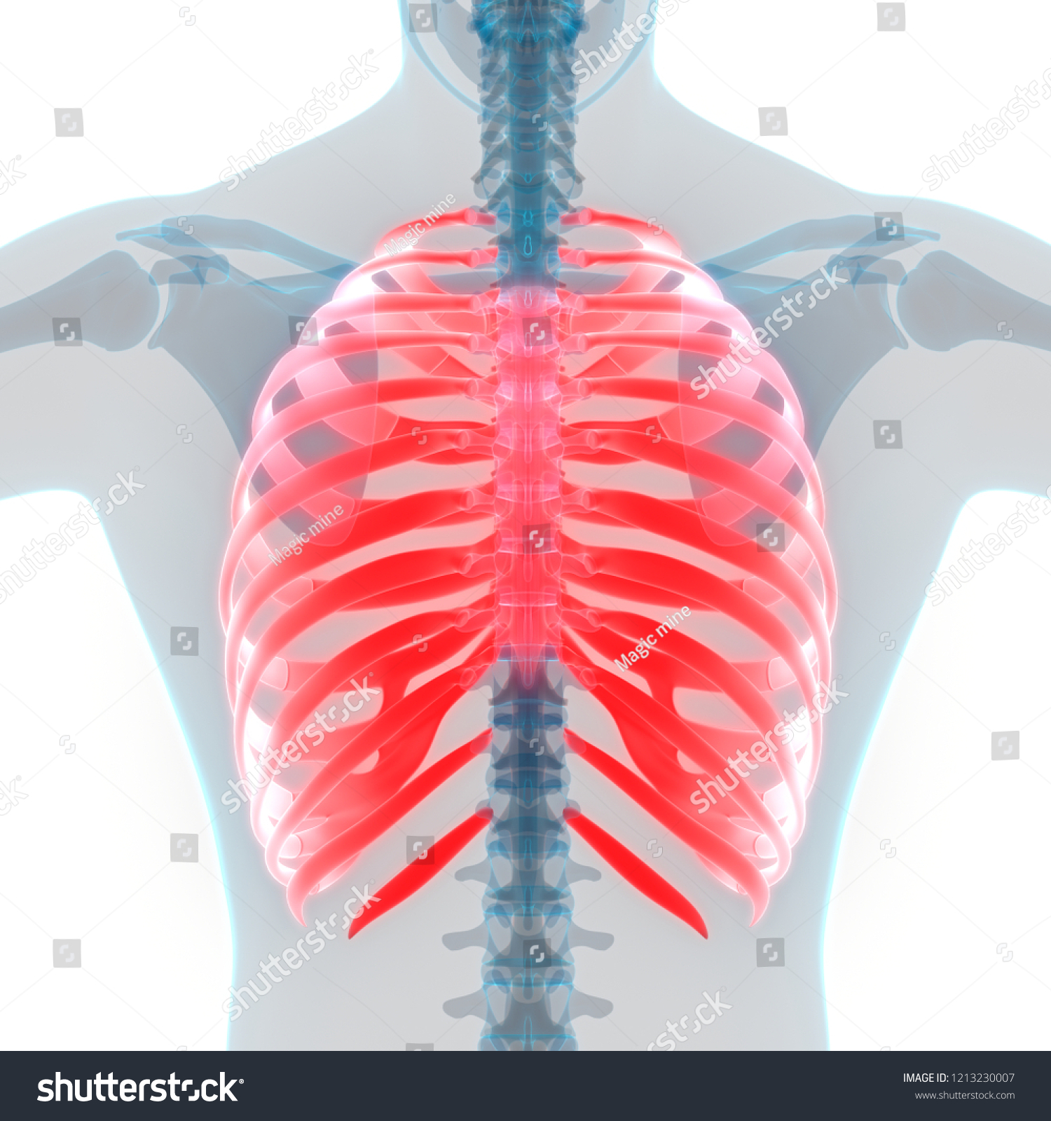 Human Skeleton System Bone Joints Rib Stock Illustration 1213230007