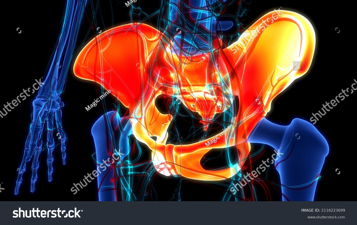 Human Skeleton System Pelvic Girdle Bone Stock Illustration 2116223699