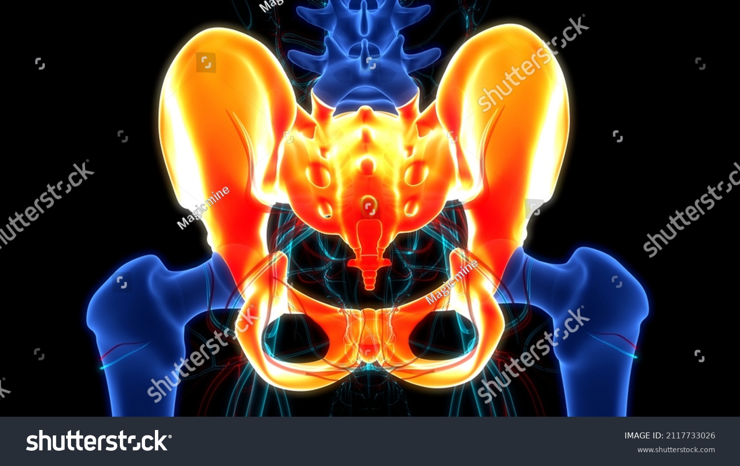 Human Skeleton System Pelvic Girdle Bone Stock Illustration 2117733026