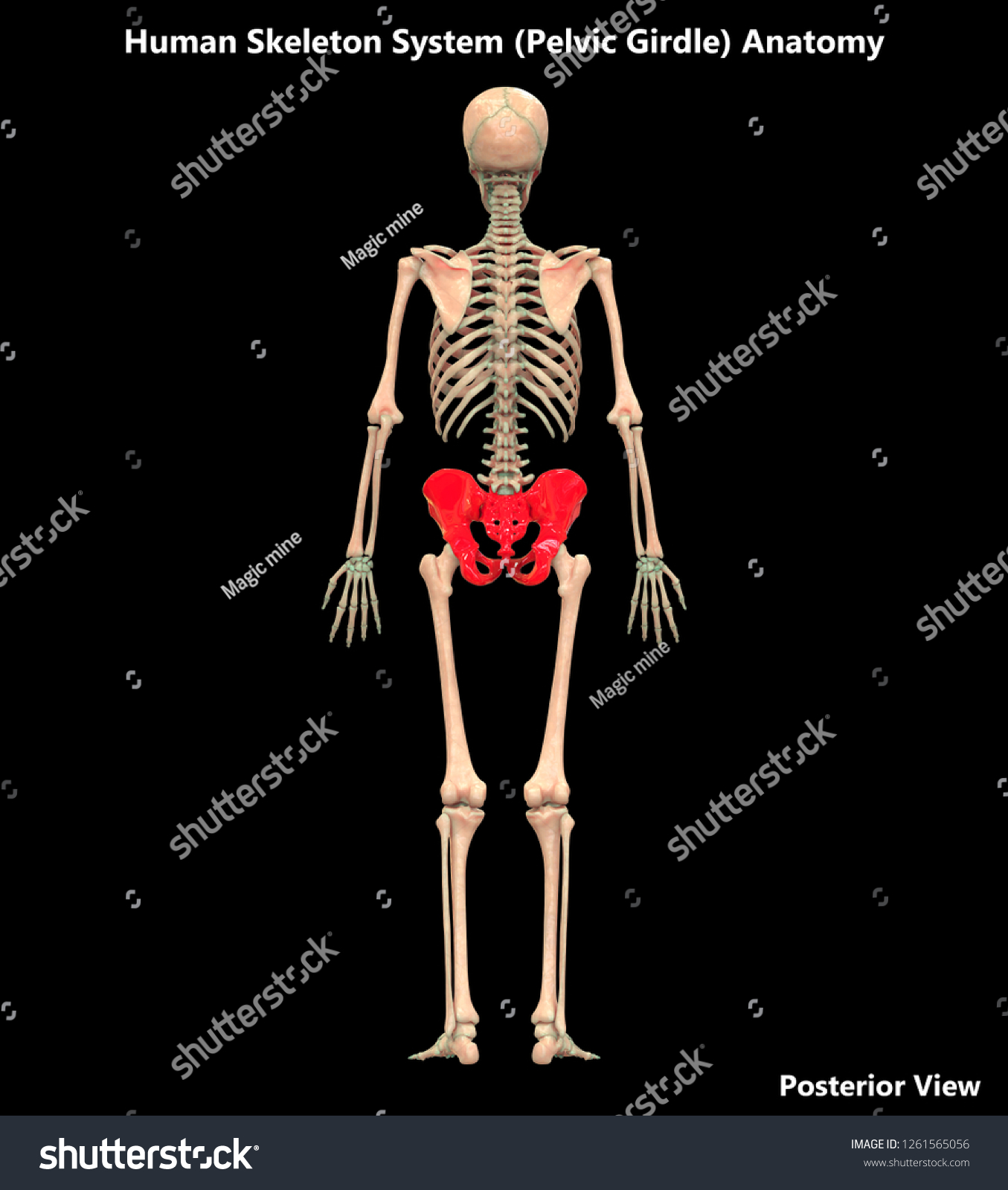 Human Skeleton System Pelvic Girdle Posterior ilustración de stock