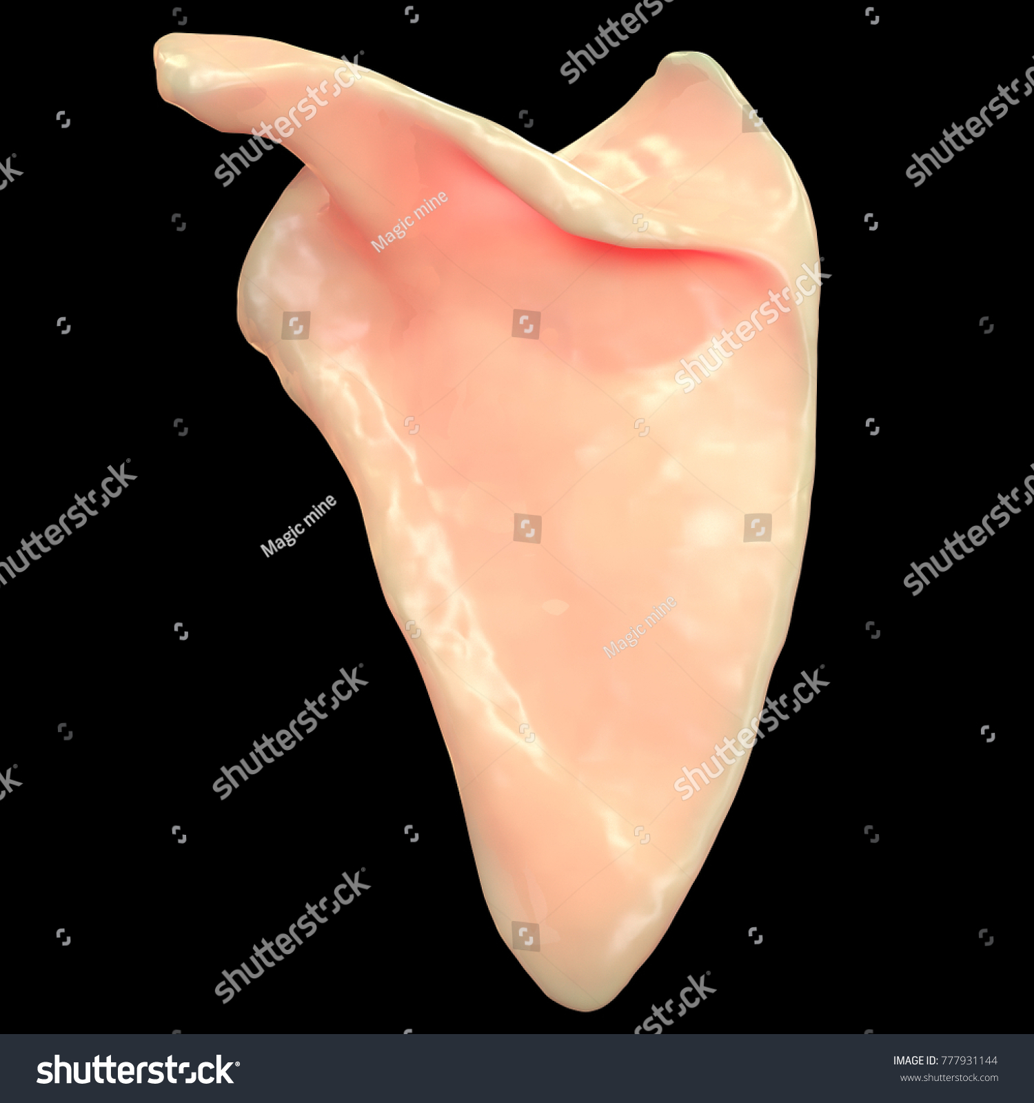 Human Skeleton System Scapula Anatomy Posterior Stock Illustration