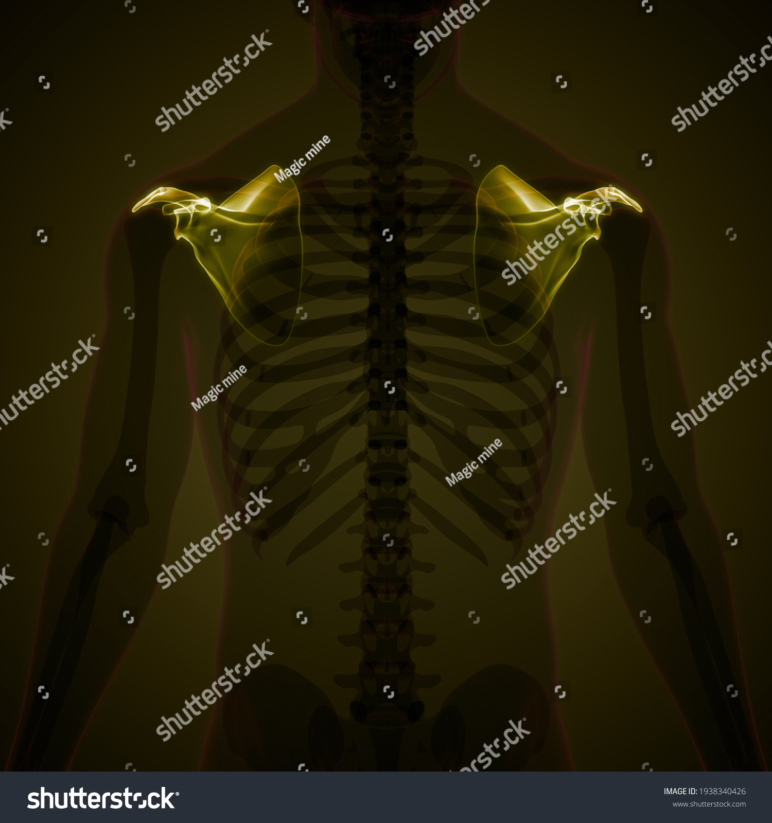 Human Skeleton System Scapula Bone Joints 库存插图 1938340426 Shutterstock