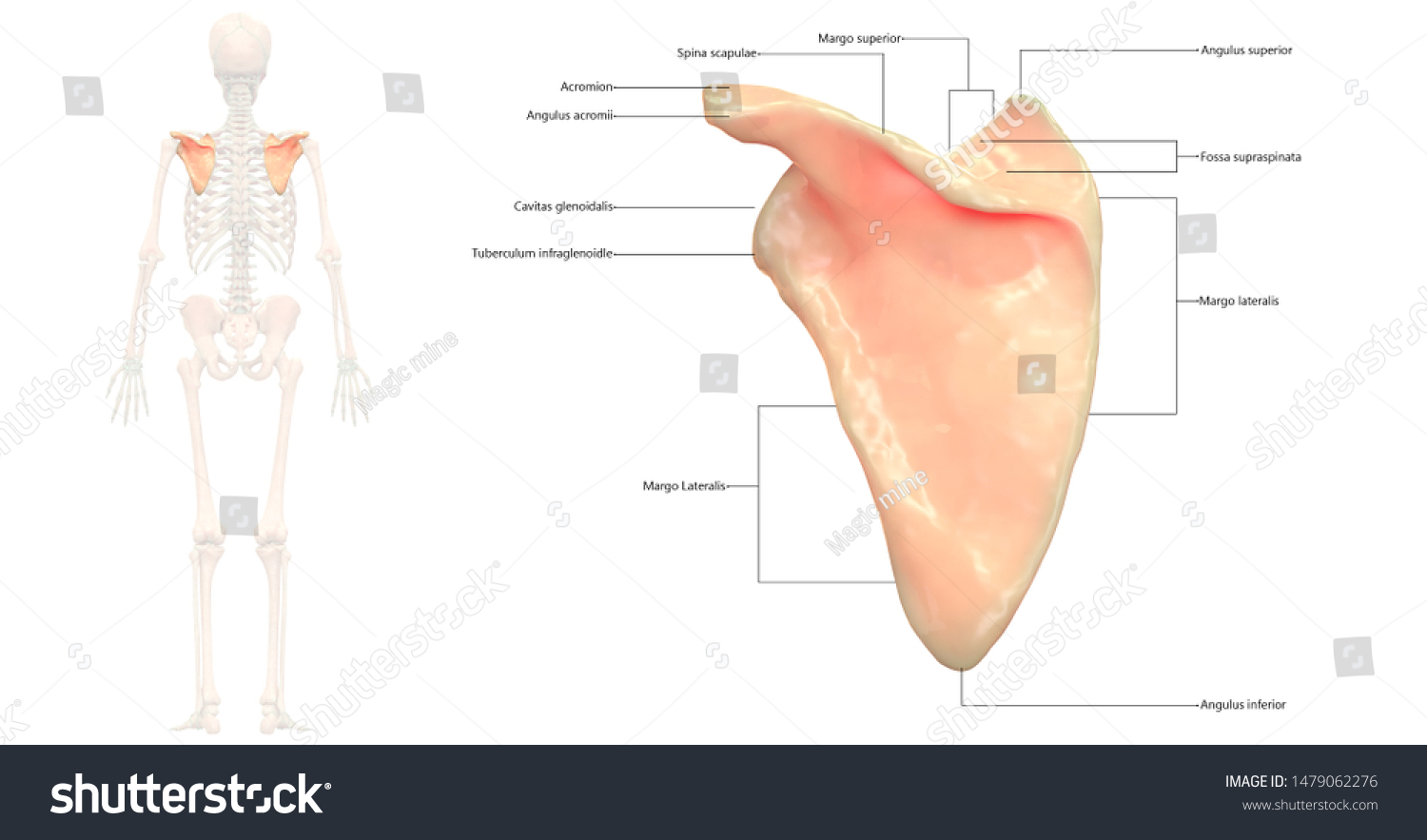 Human Skeleton System Scapula Bones Anatomy Stock Illustration 1479062276