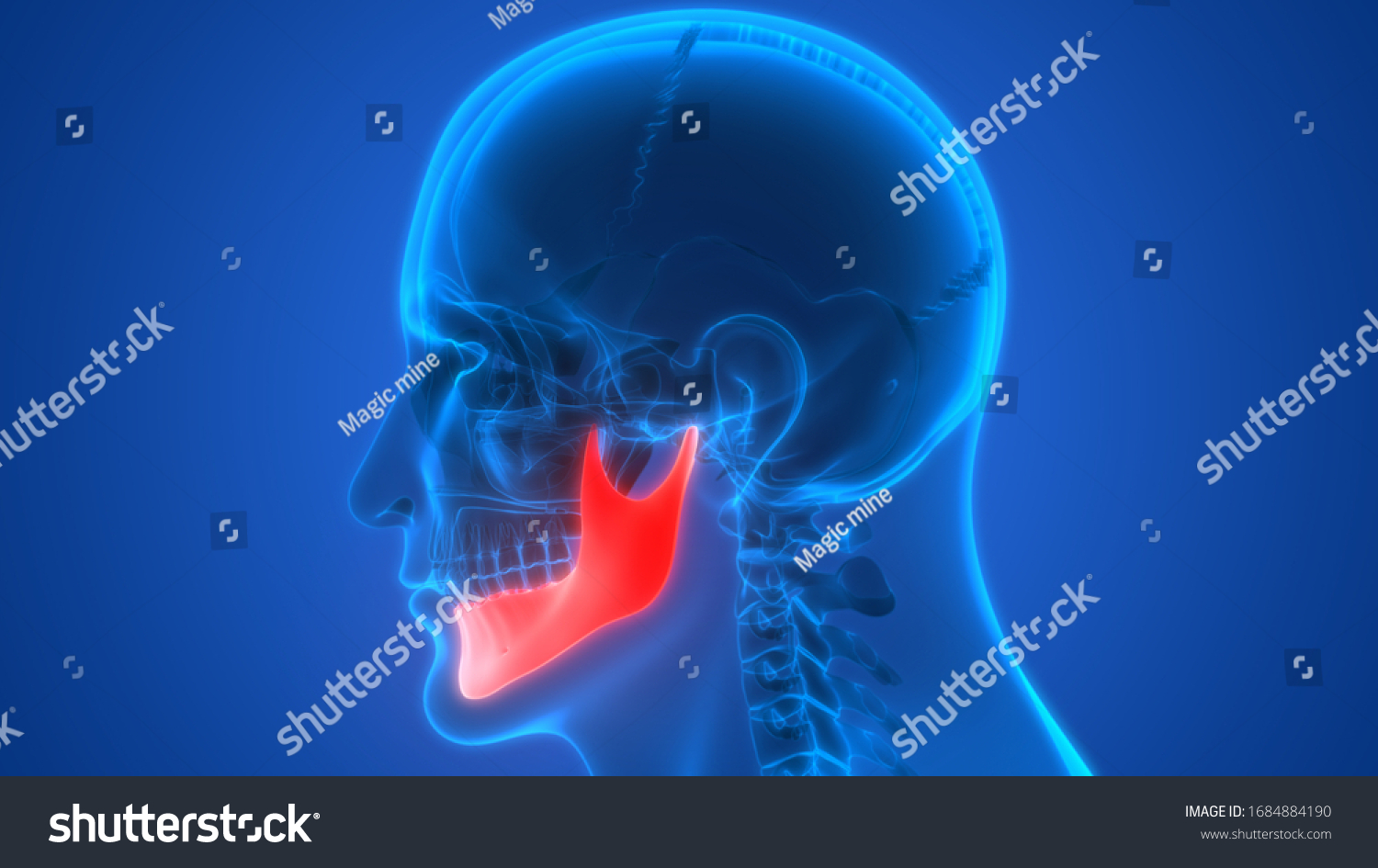 5468 Imágenes De Mandible Bone Anatomy Imágenes Fotos Y Vectores De Stock Shutterstock 4357