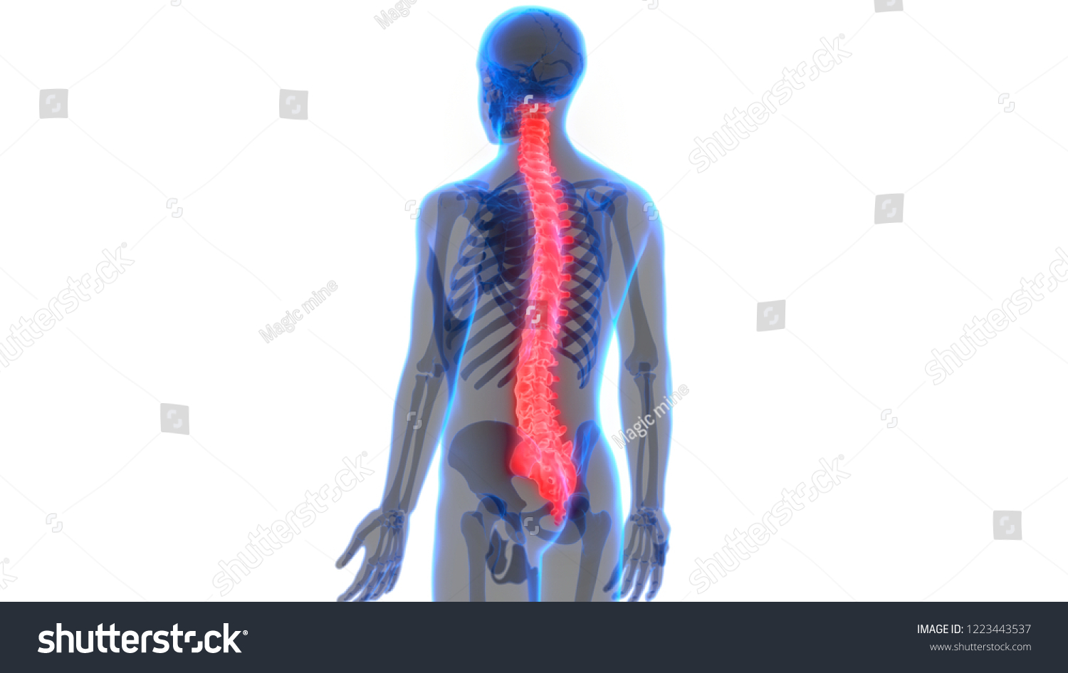 Human Skeleton System Vertebral Column Anatomy Stock Illustration