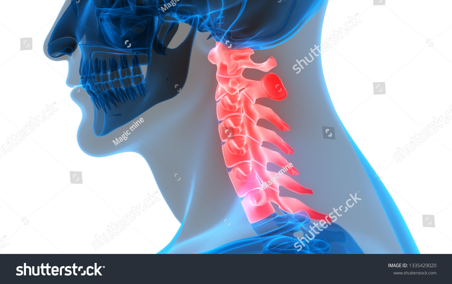 Human Skeleton System Vertebral Column Cervical Stock Illustration Shutterstock