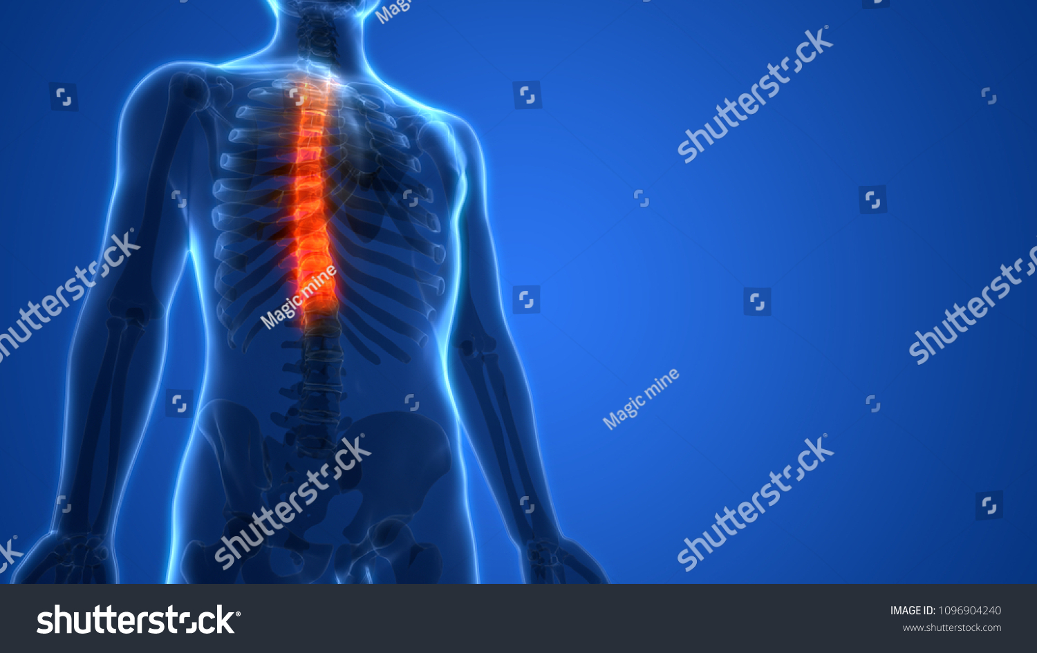 Human Skeleton System Vertebral Column Thoracic Stock Illustration Shutterstock