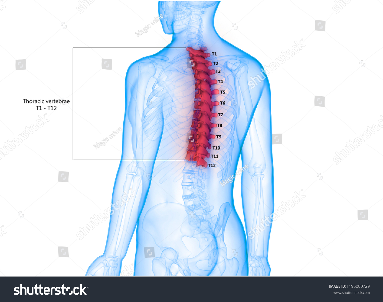 Human Skeleton System Vertebral Column Thoracic Stock Illustration ...