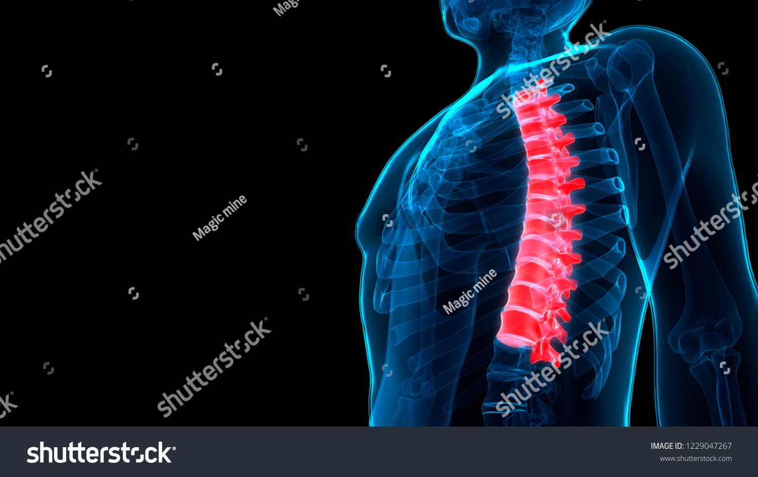 Human Skeleton System Vertebral Column Thoracic Stock Illustration