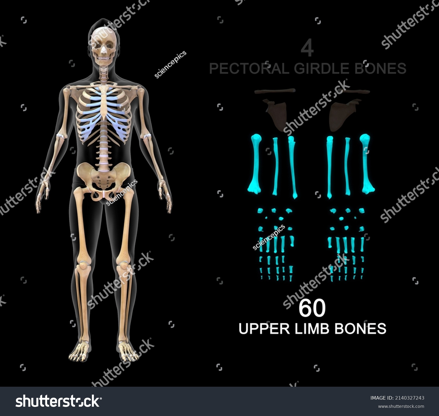 Human Skeleton Upper Limb Bones Anatomy Stock Illustration 2140327243 ...