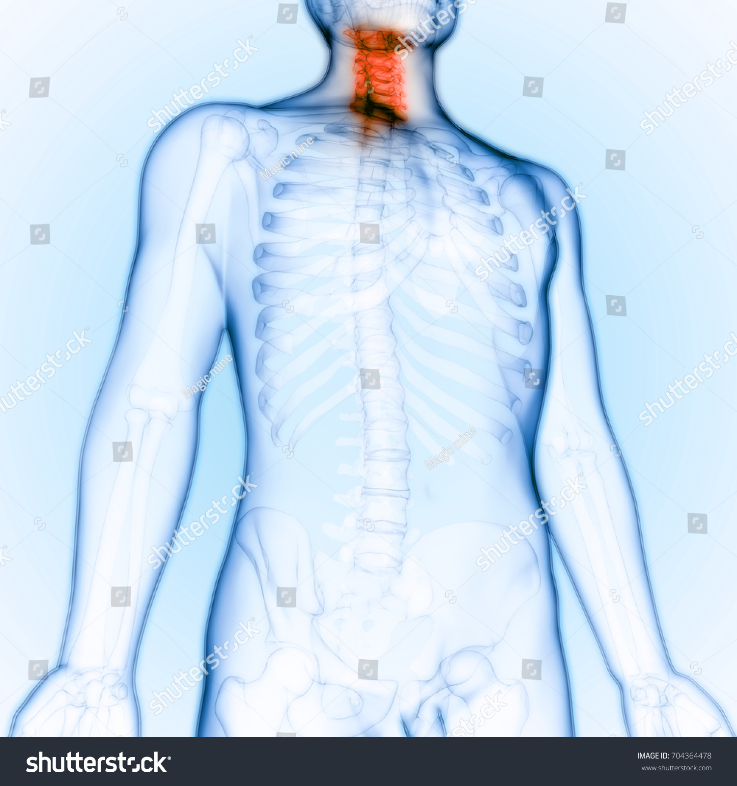 Human Skeleton Vertebral Column Anatomy Cervical Shutterstock