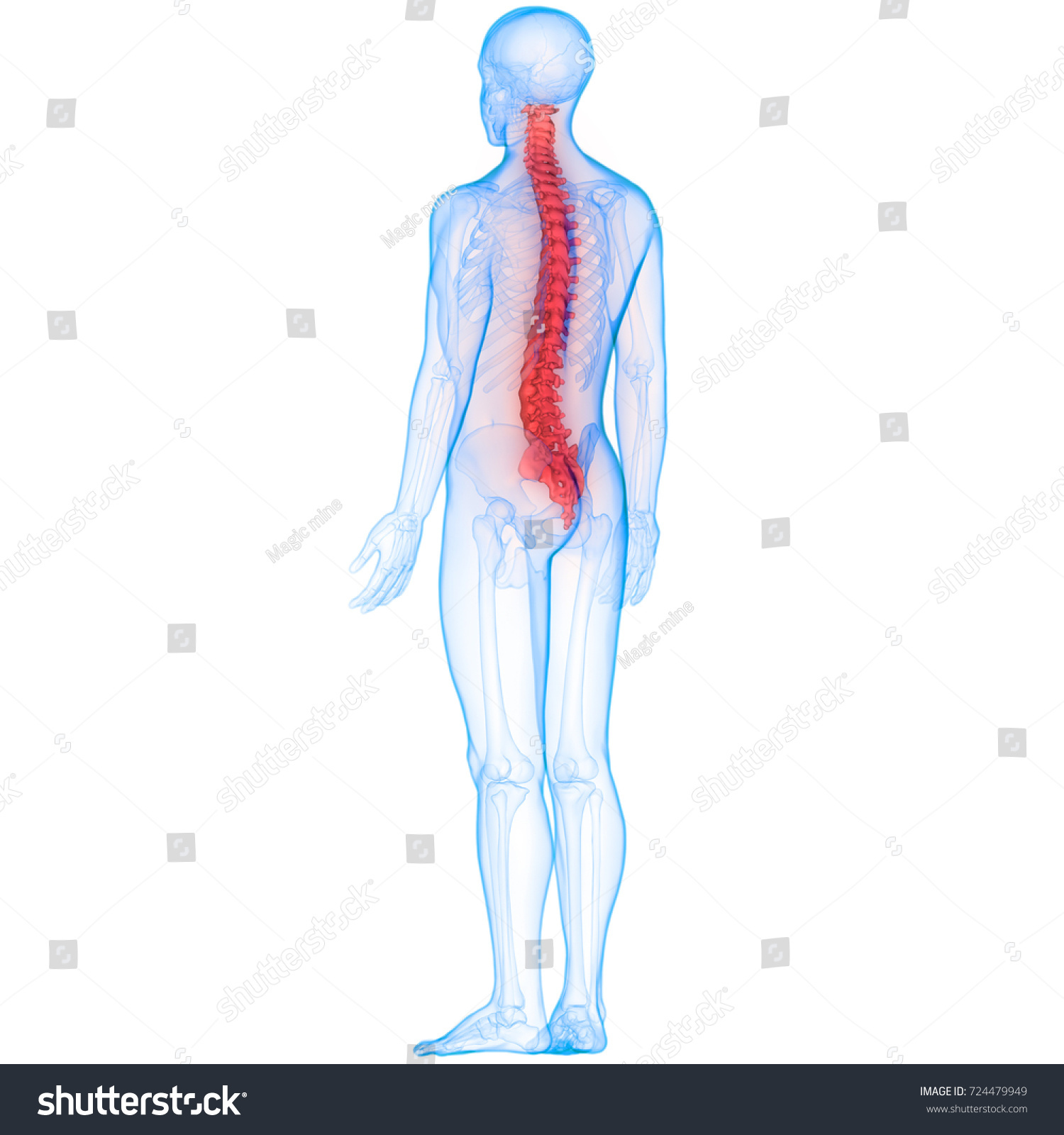 Human Skeleton Vertebral Column Anatomy 3d Stock Illustration 724479949 7572