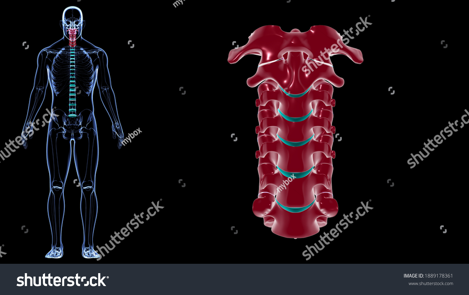 Human Skeleton Vertebral Column Cervical Vertebrae Stock Illustration